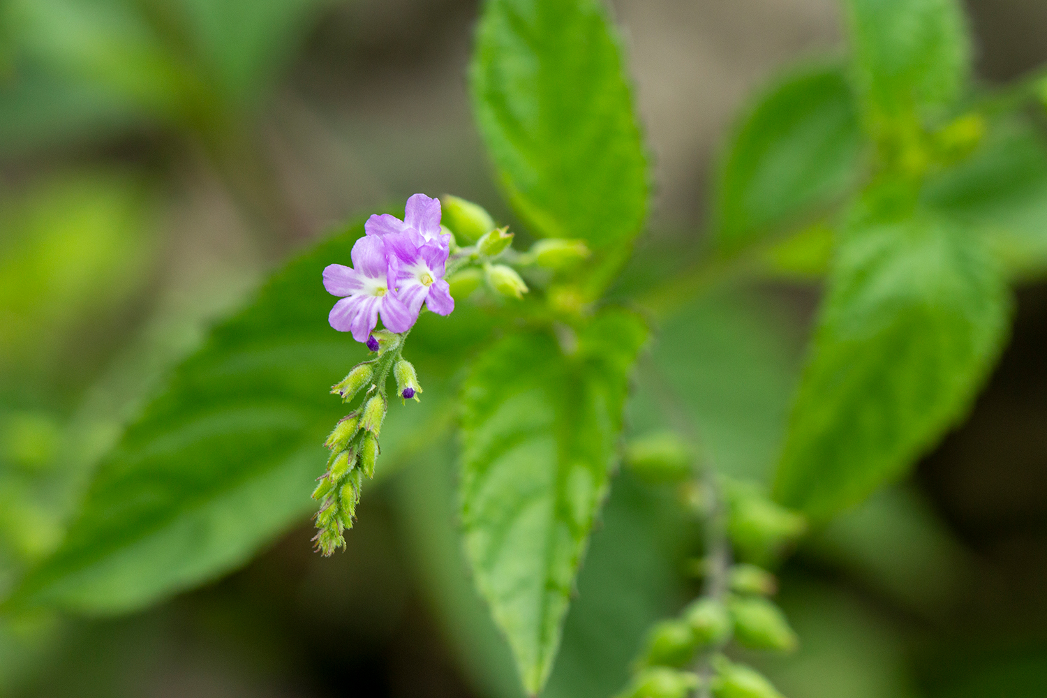 Cat's Tongue Barbados