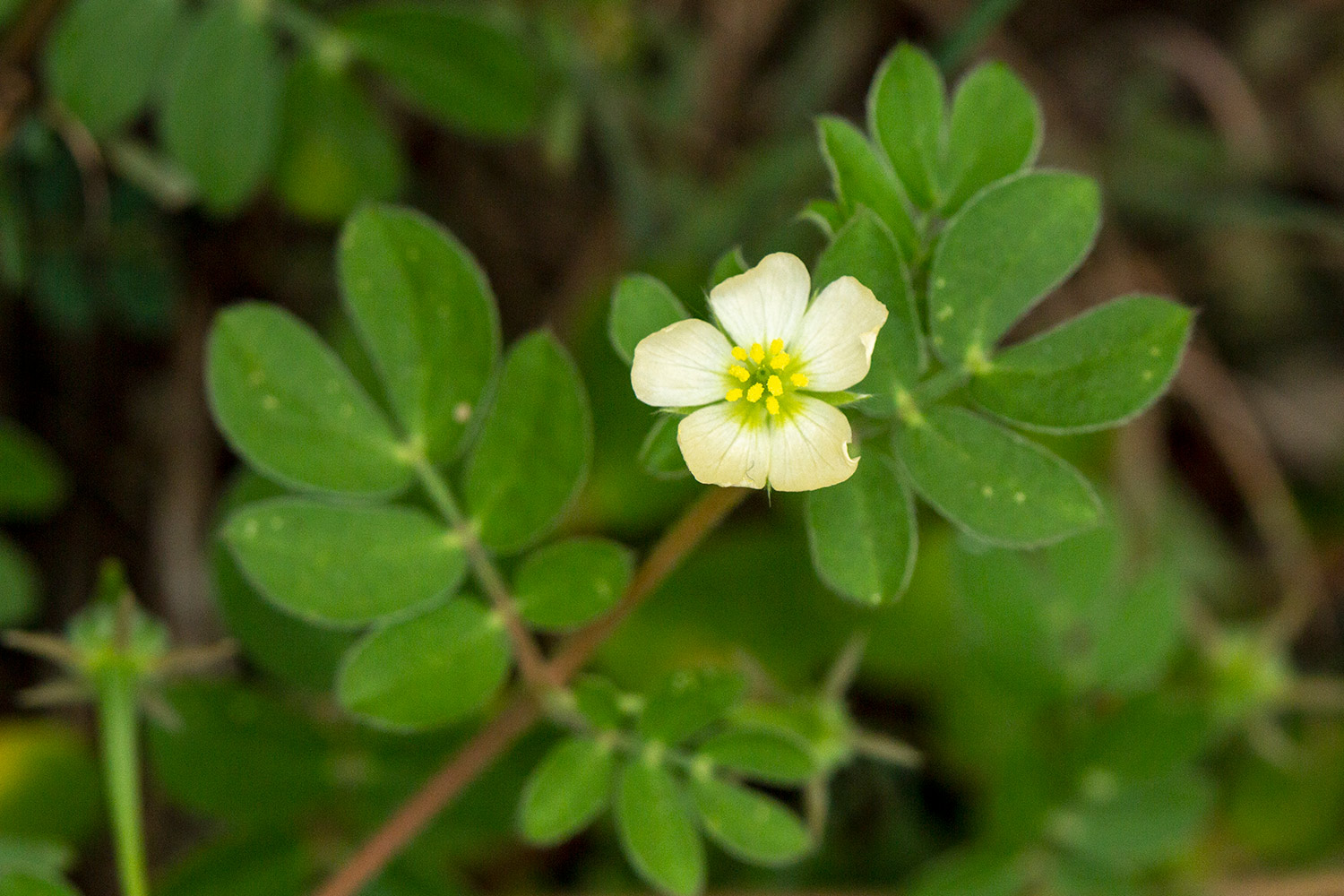 Caribbean Caltrop Barbados