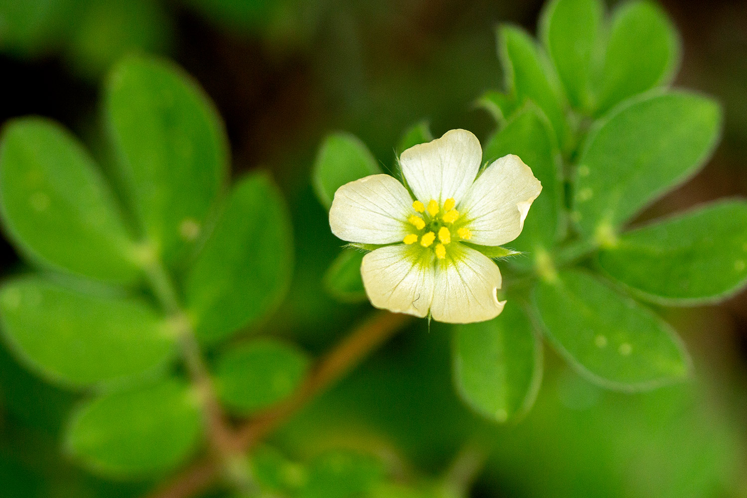 Caribbean Caltrop Barbados