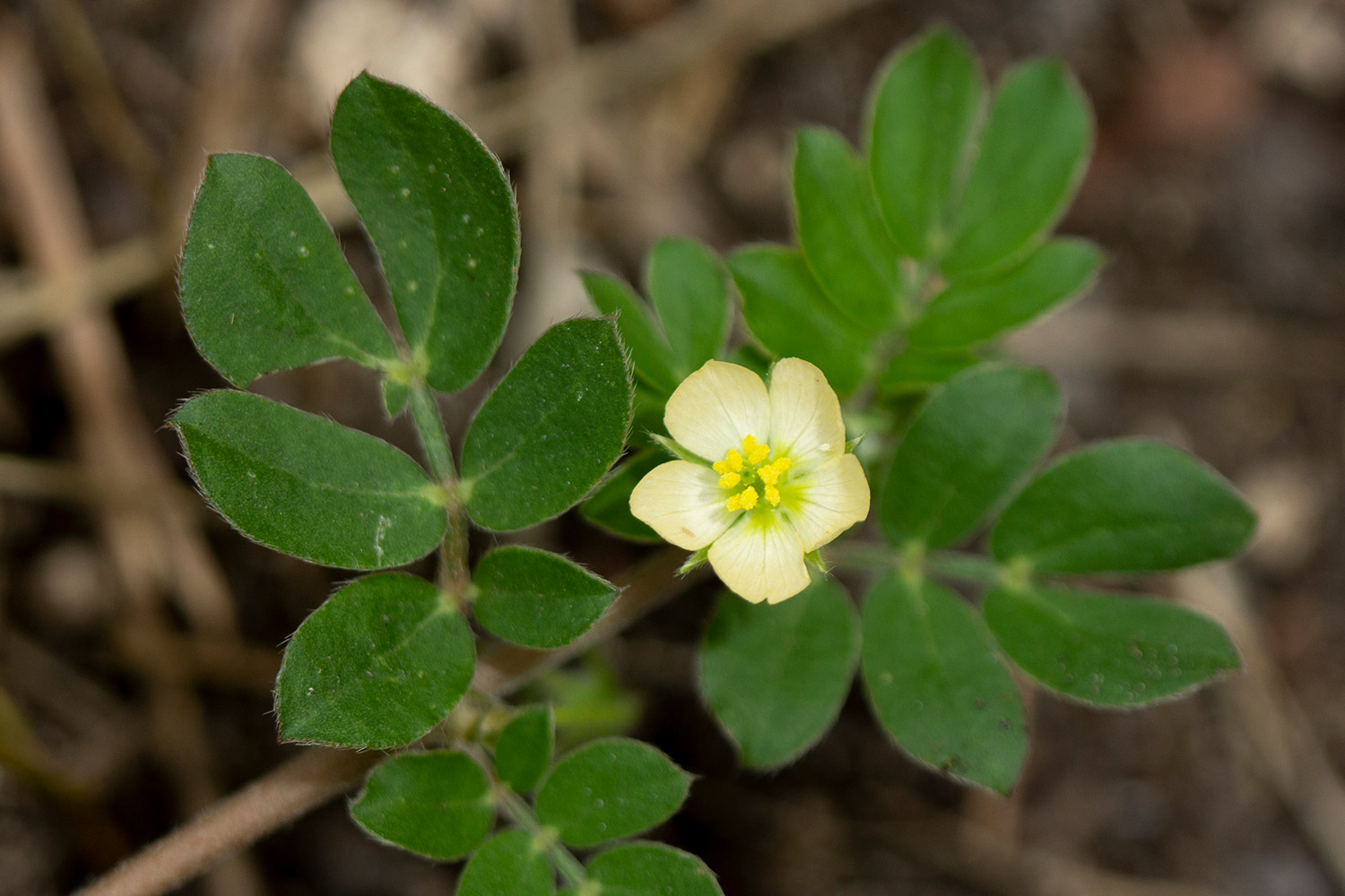 Caribbean Caltrop Barbados