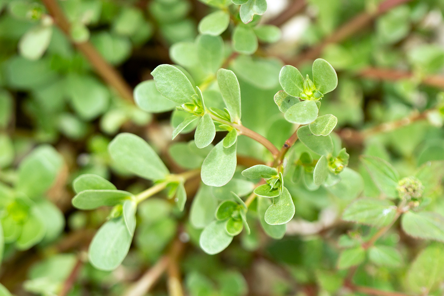 Common Purslane Barbados