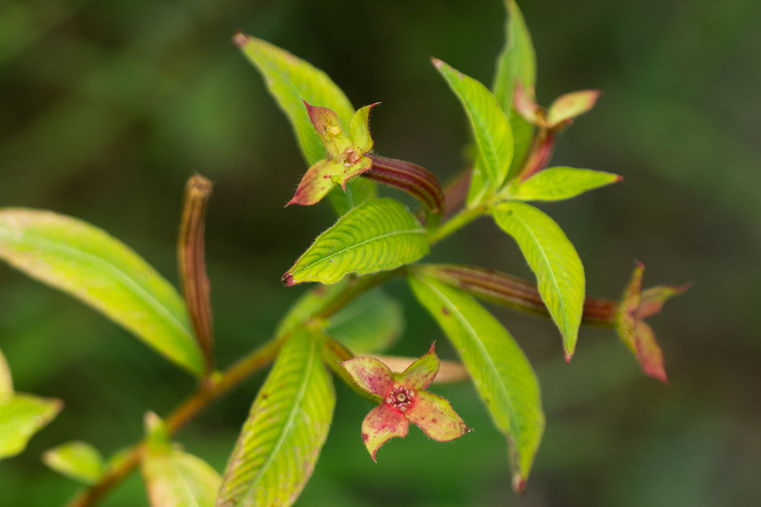 Mexican Primrose-Willow Barbados