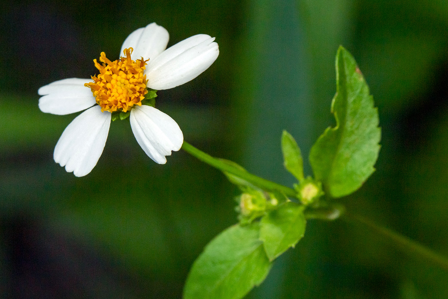 Shepherd's Needles Barbados