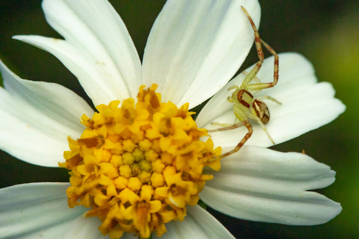 Shepherd's Needles Barbados