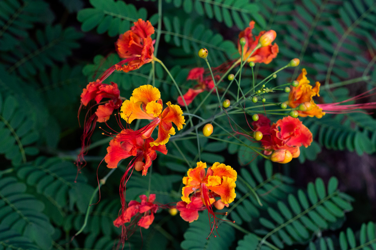 Pride of Barbados Barbados