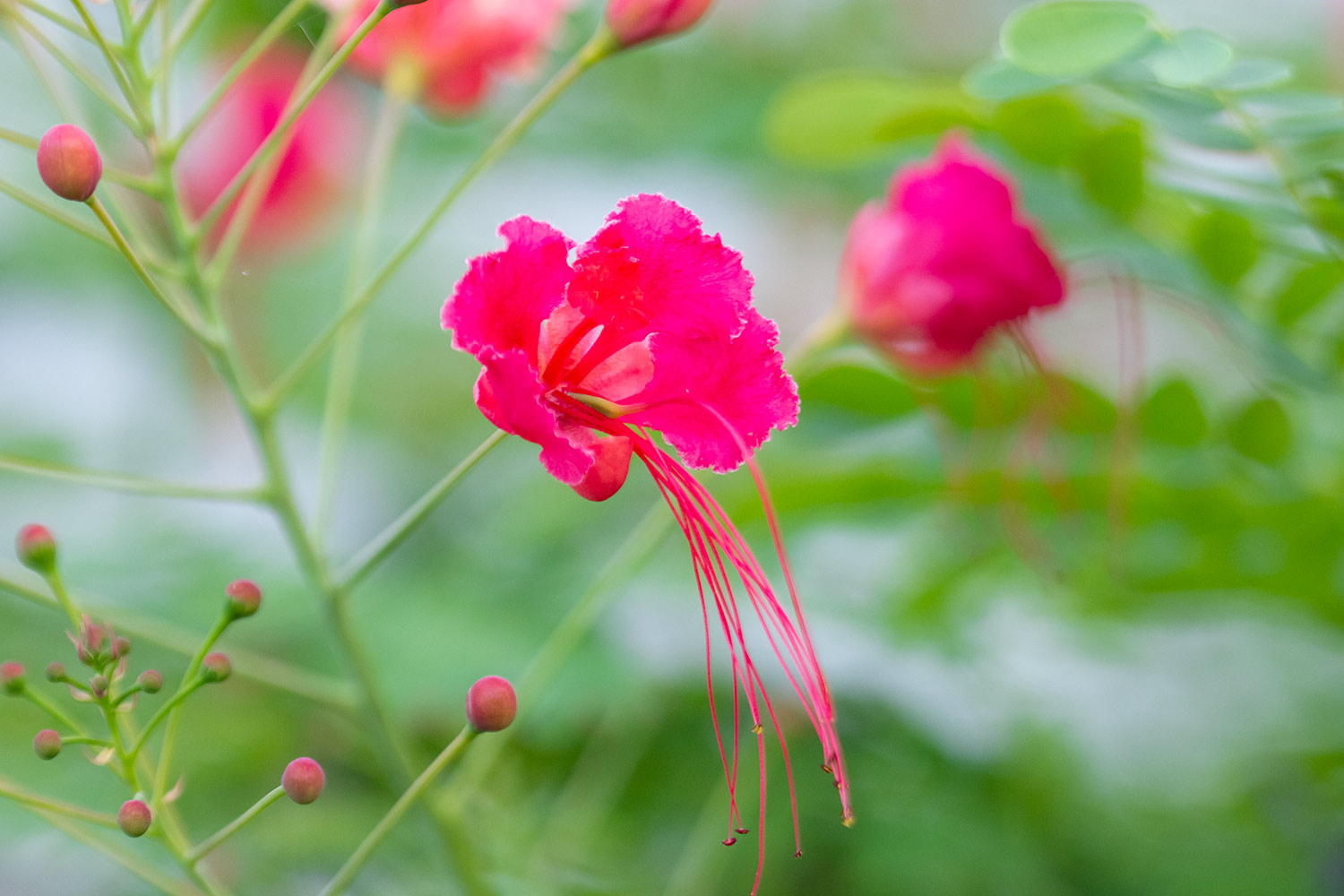 Pride of Barbados Barbados