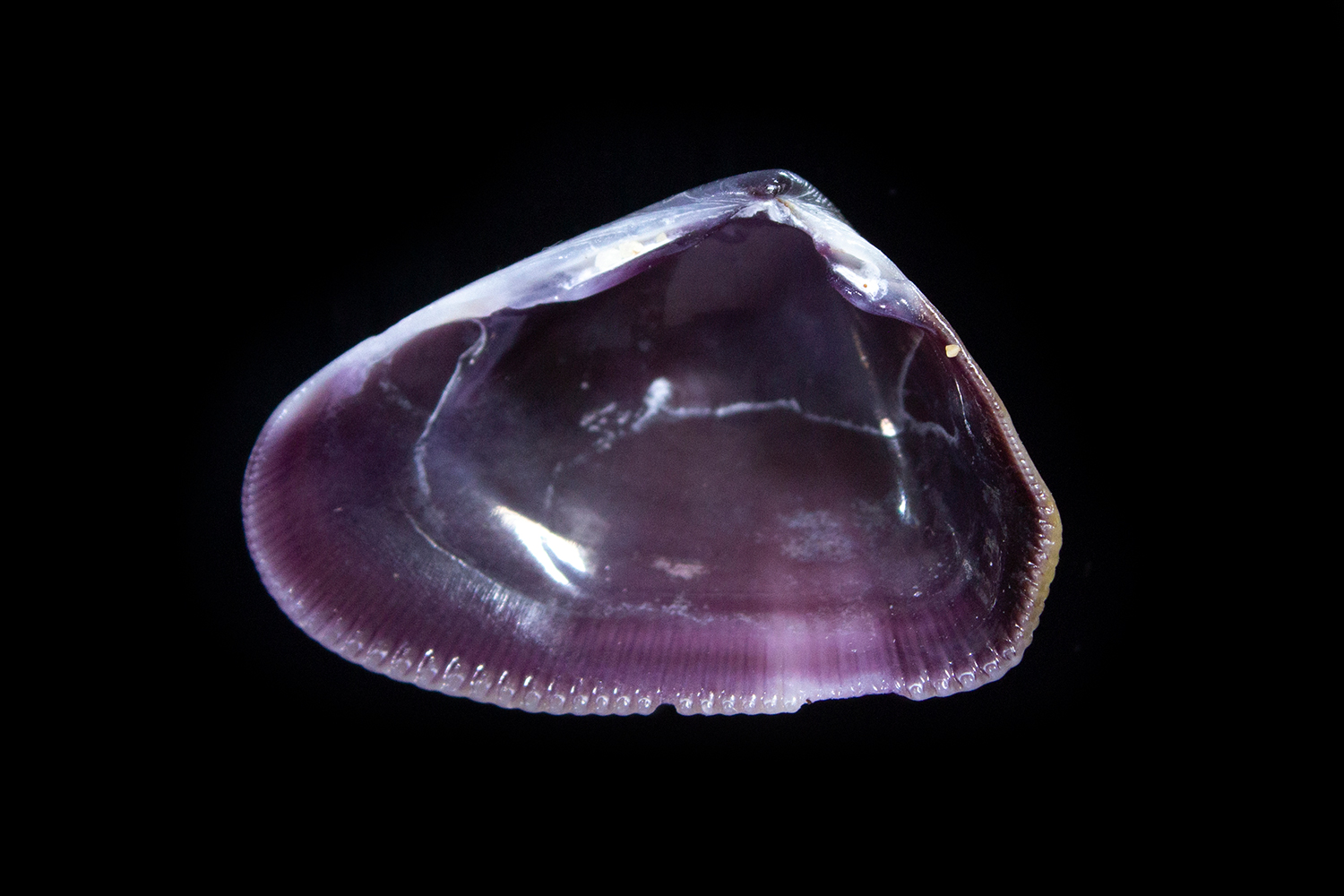 Coquina Barbados