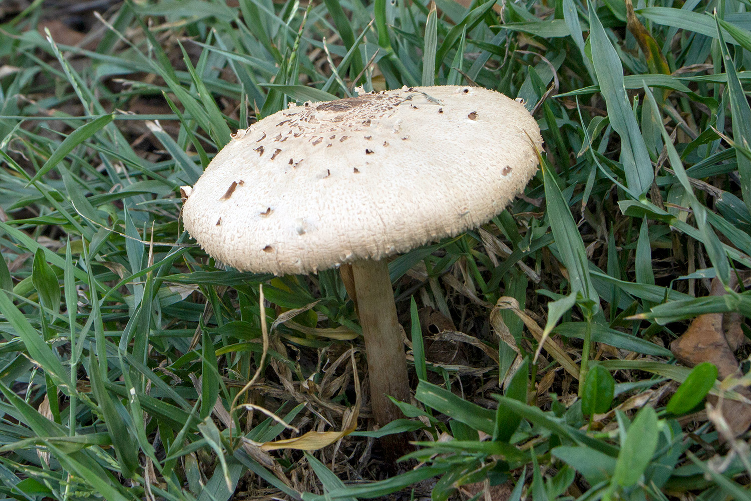 Green-Spored Parasol Barbados
