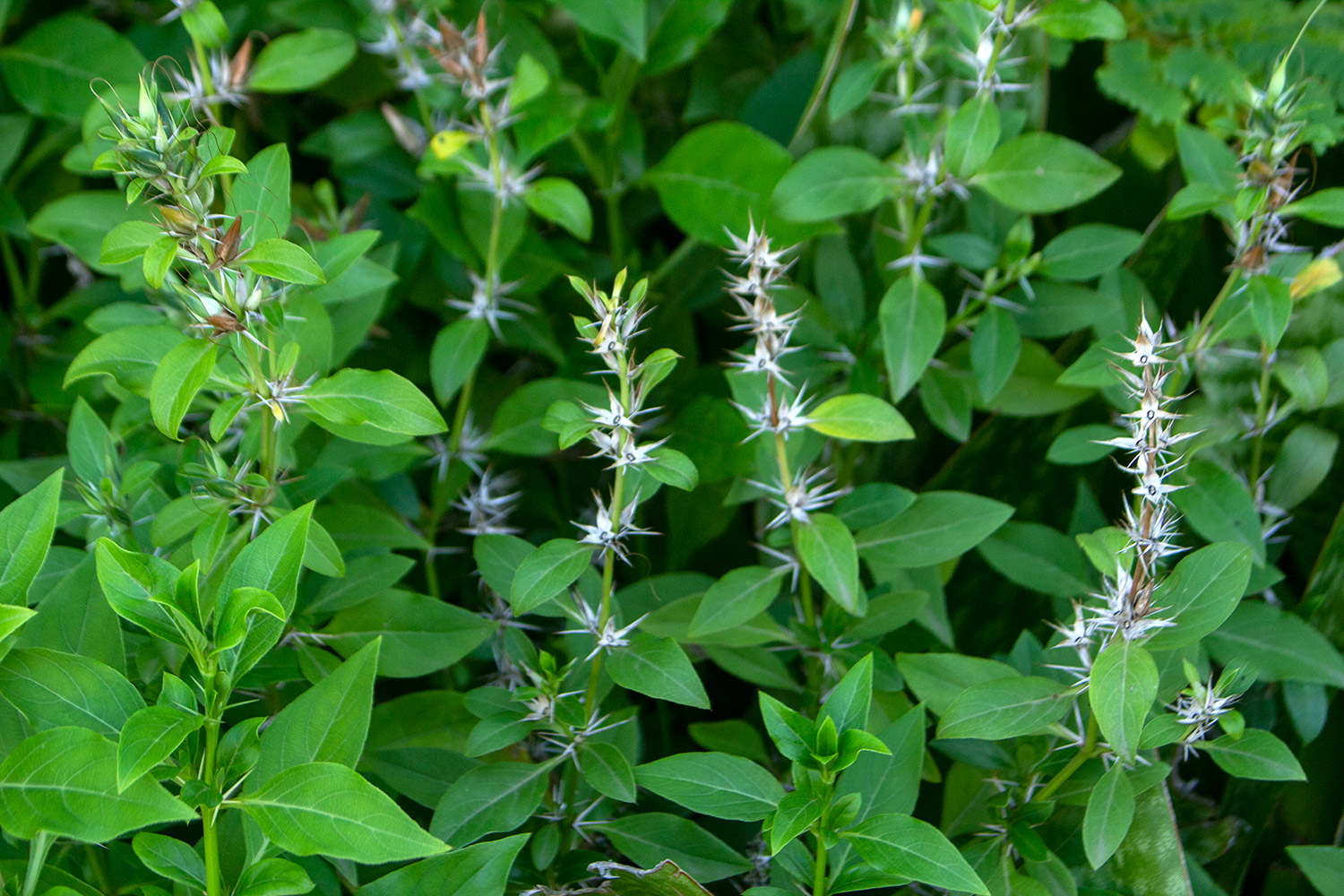 Porcupine flower Barbados