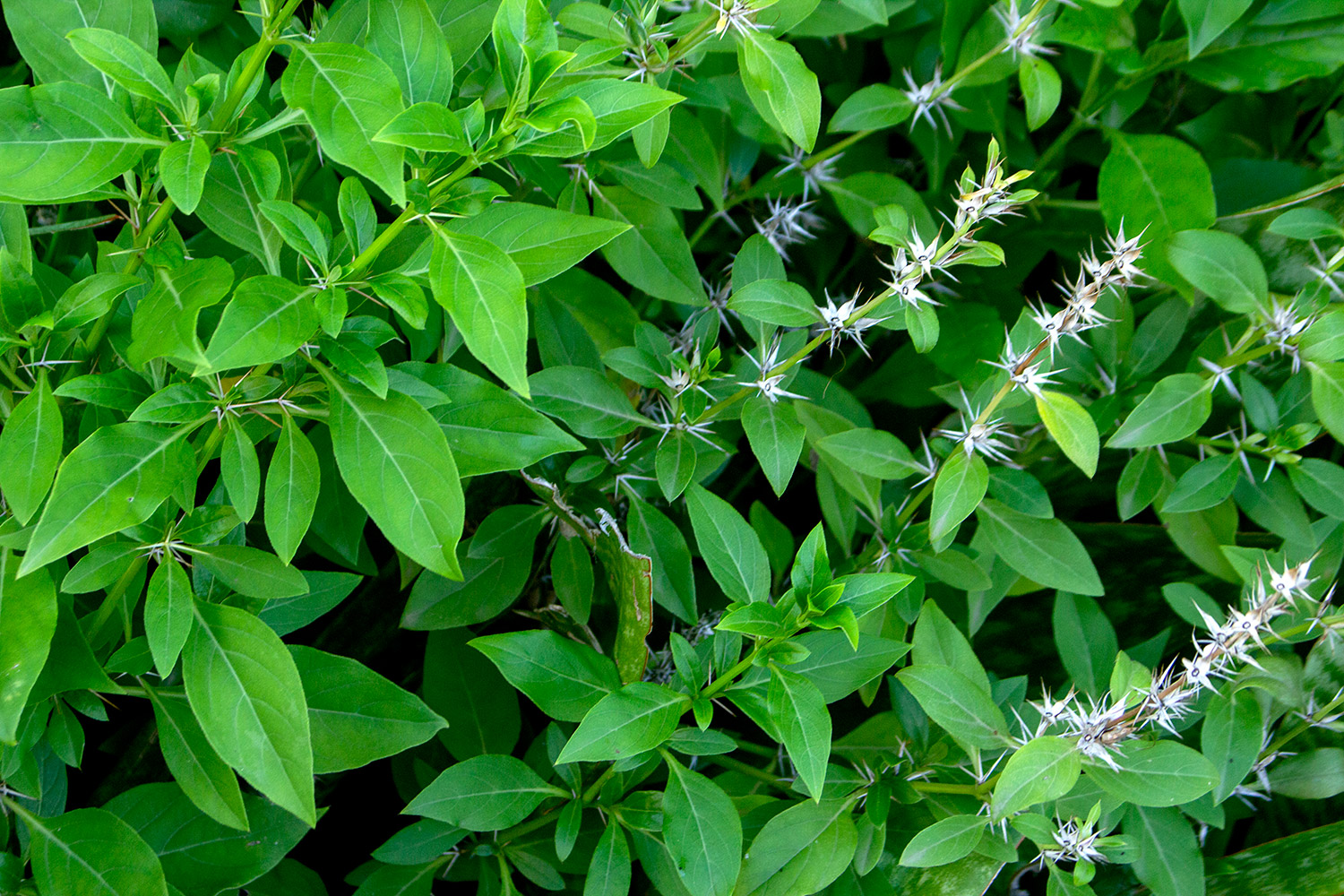 Porcupine flower Barbados