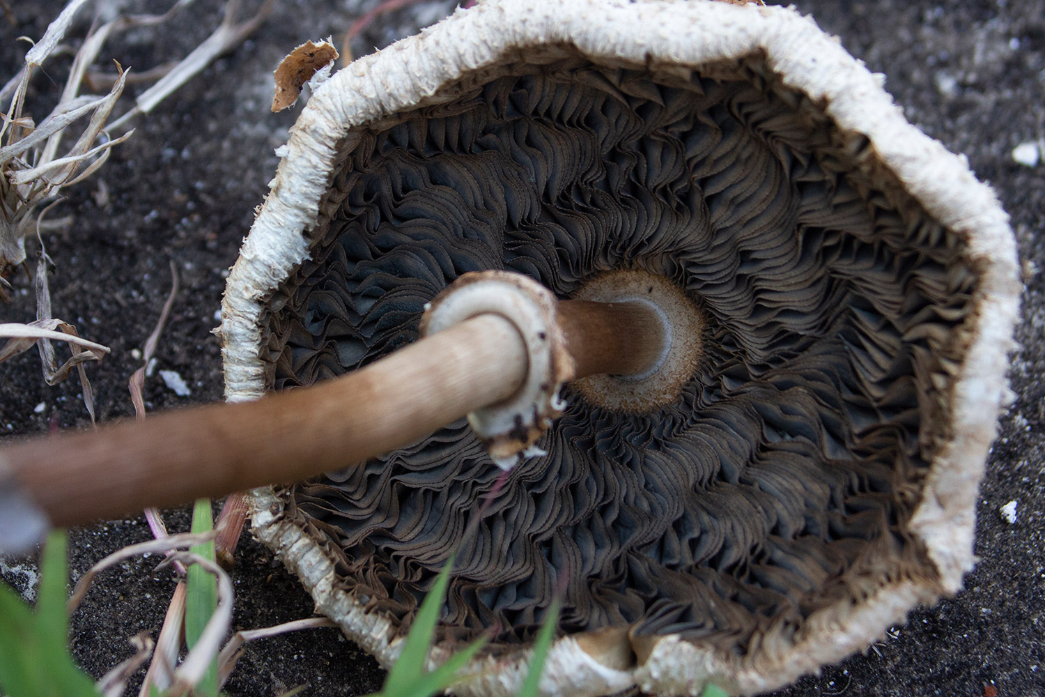 Green-Spored Parasol Barbados