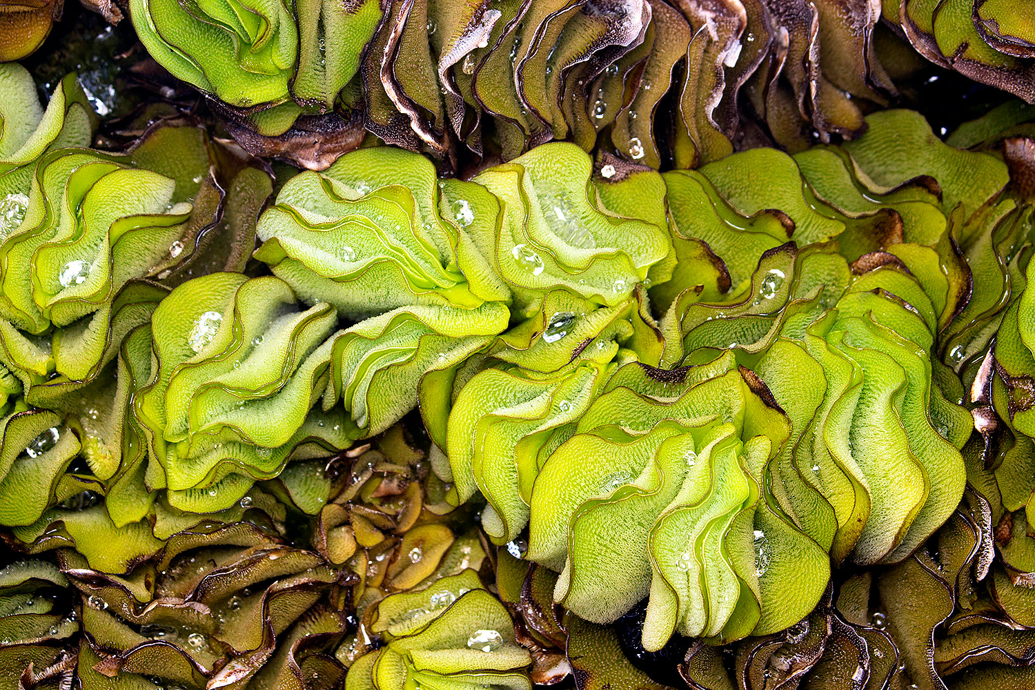 Giant Salvinia Barbados
