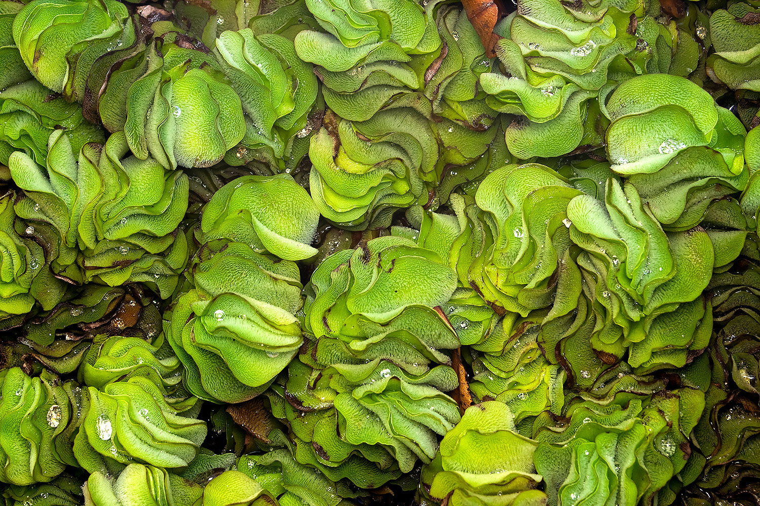 Giant Salvinia Barbados