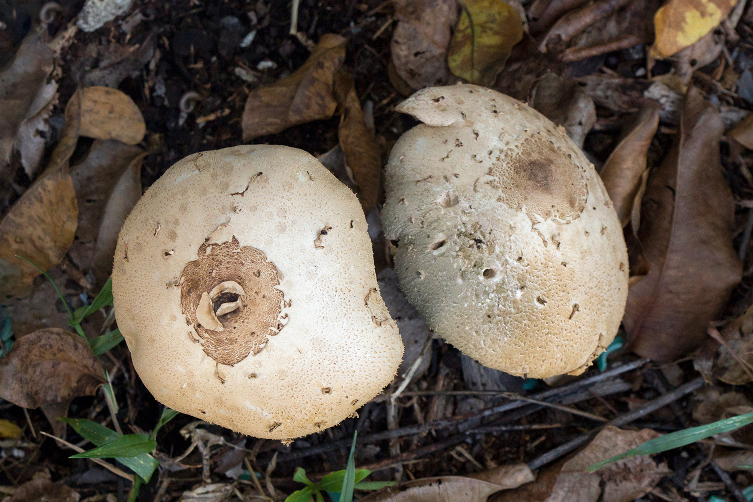 Green-Spored Parasol Barbados