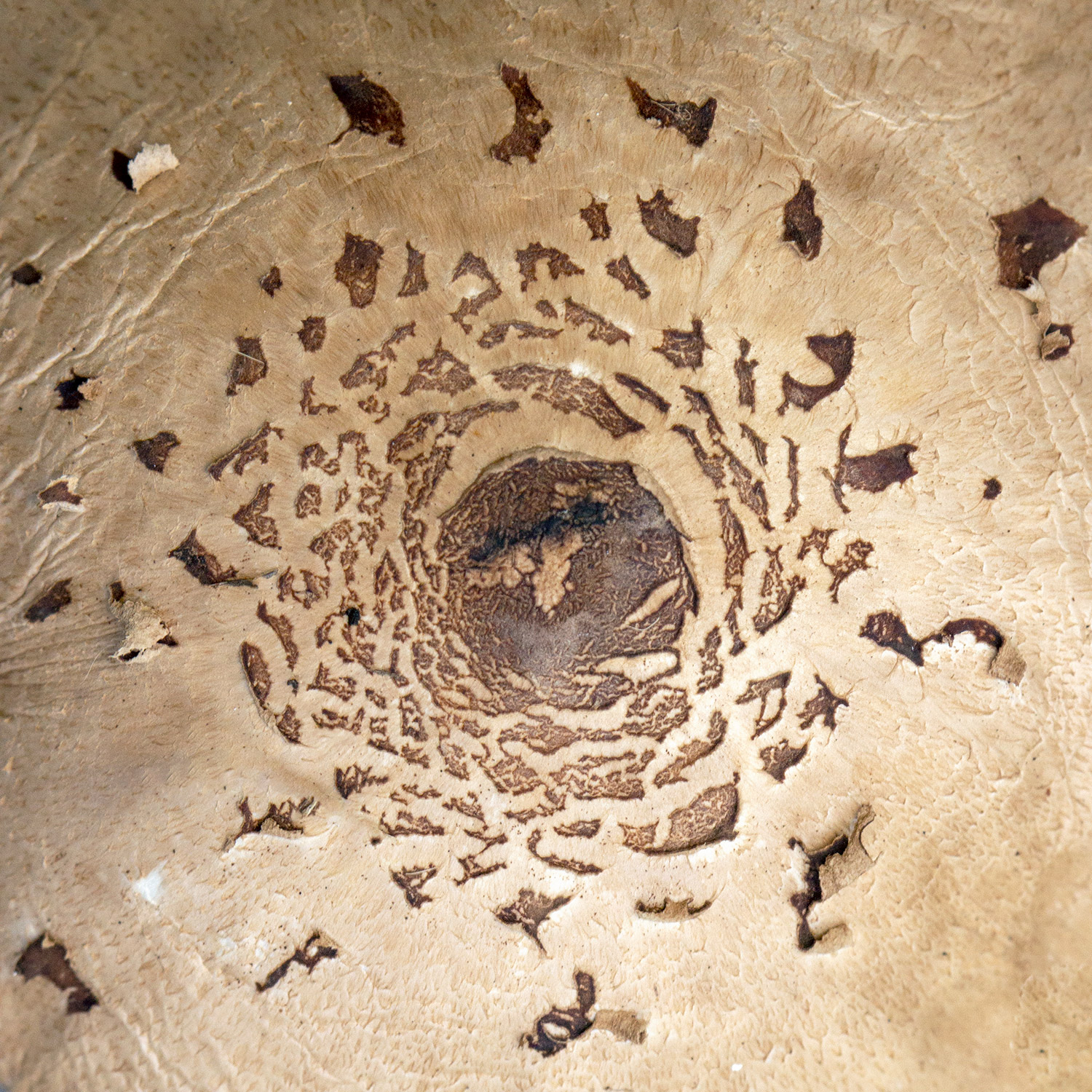 Green-Spored Parasol Barbados