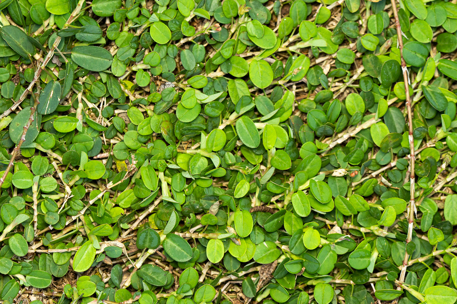 Alyce Clover Barbados