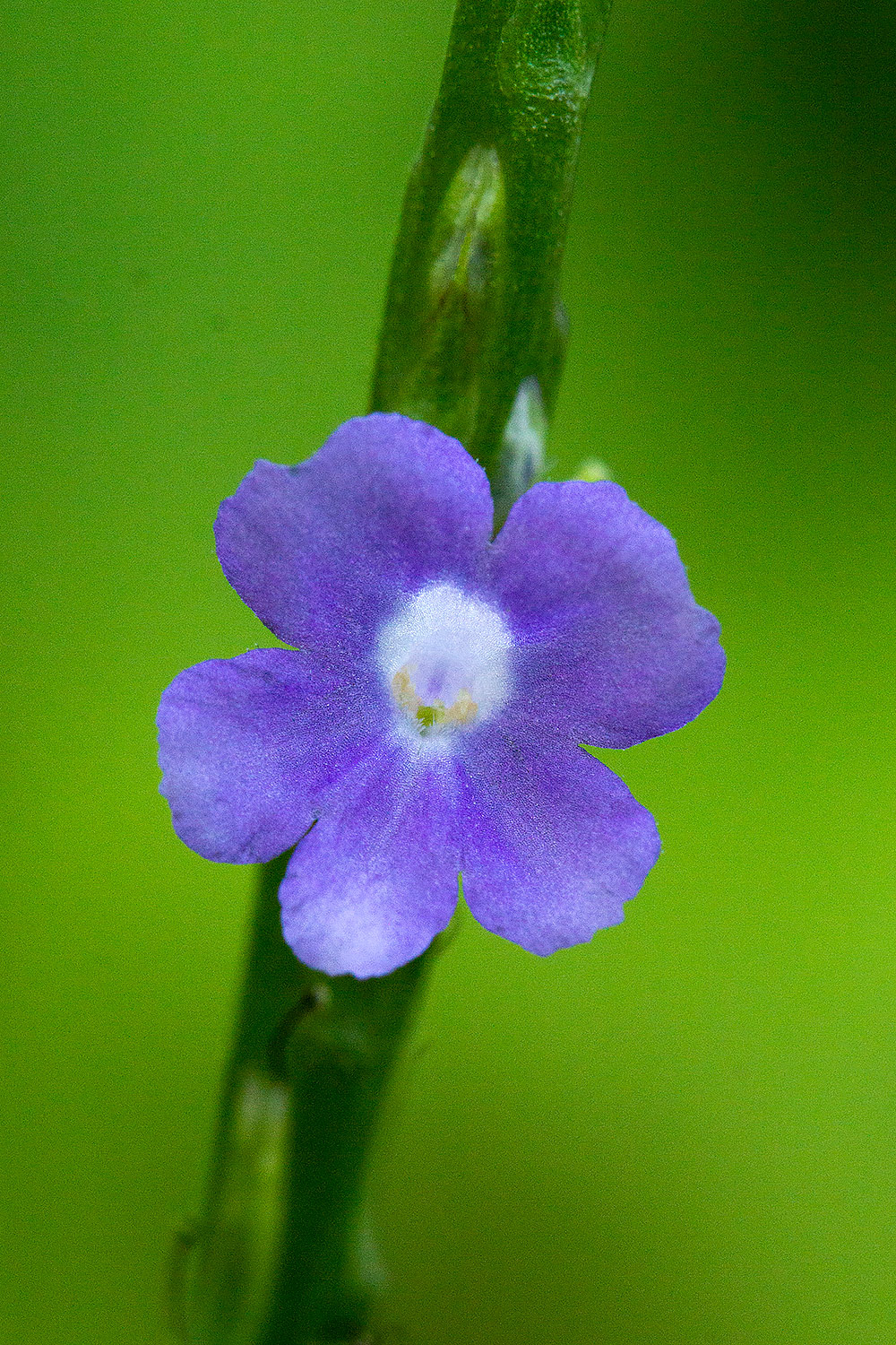 Blue Vervain Barbados