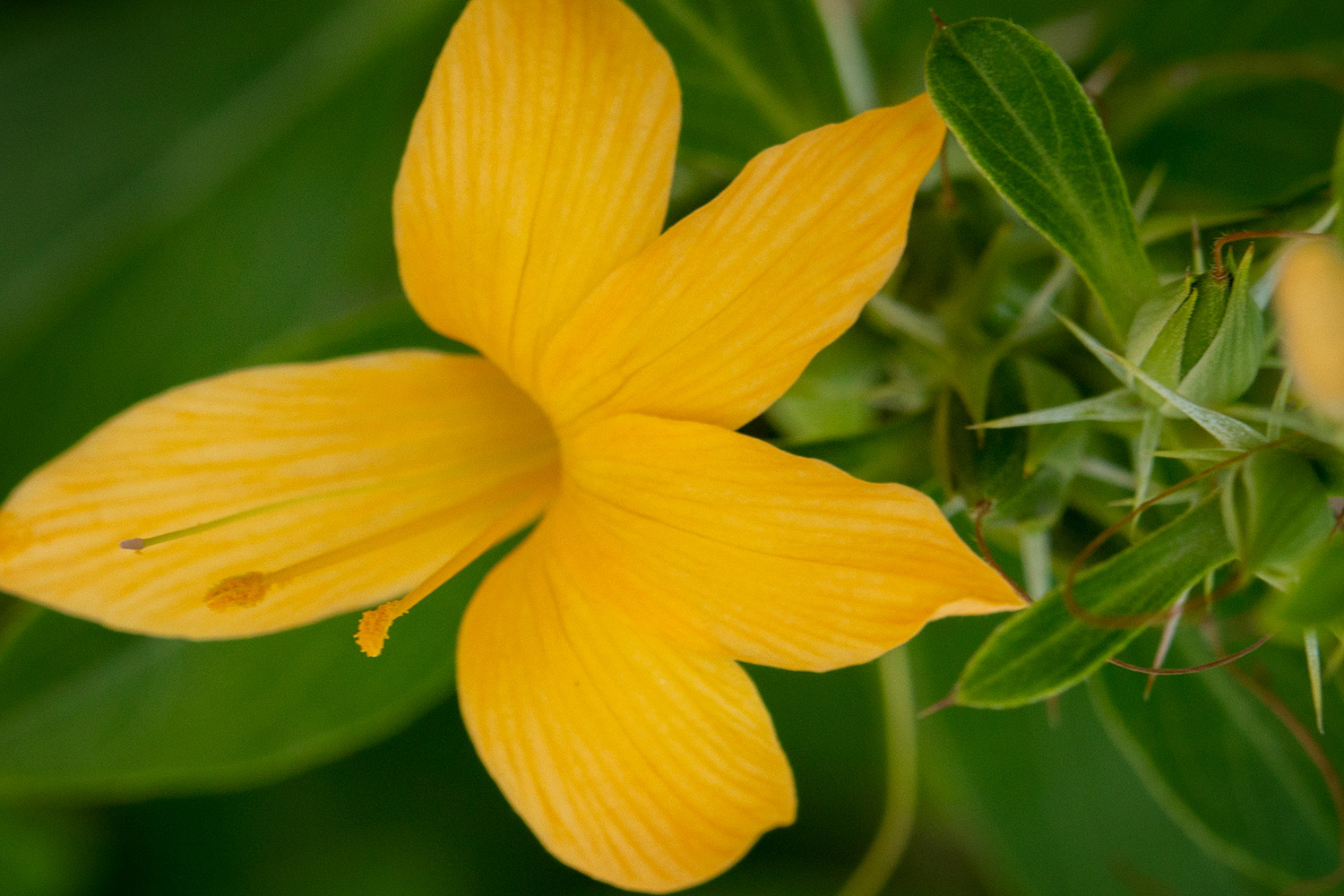 Porcupine flower Barbados