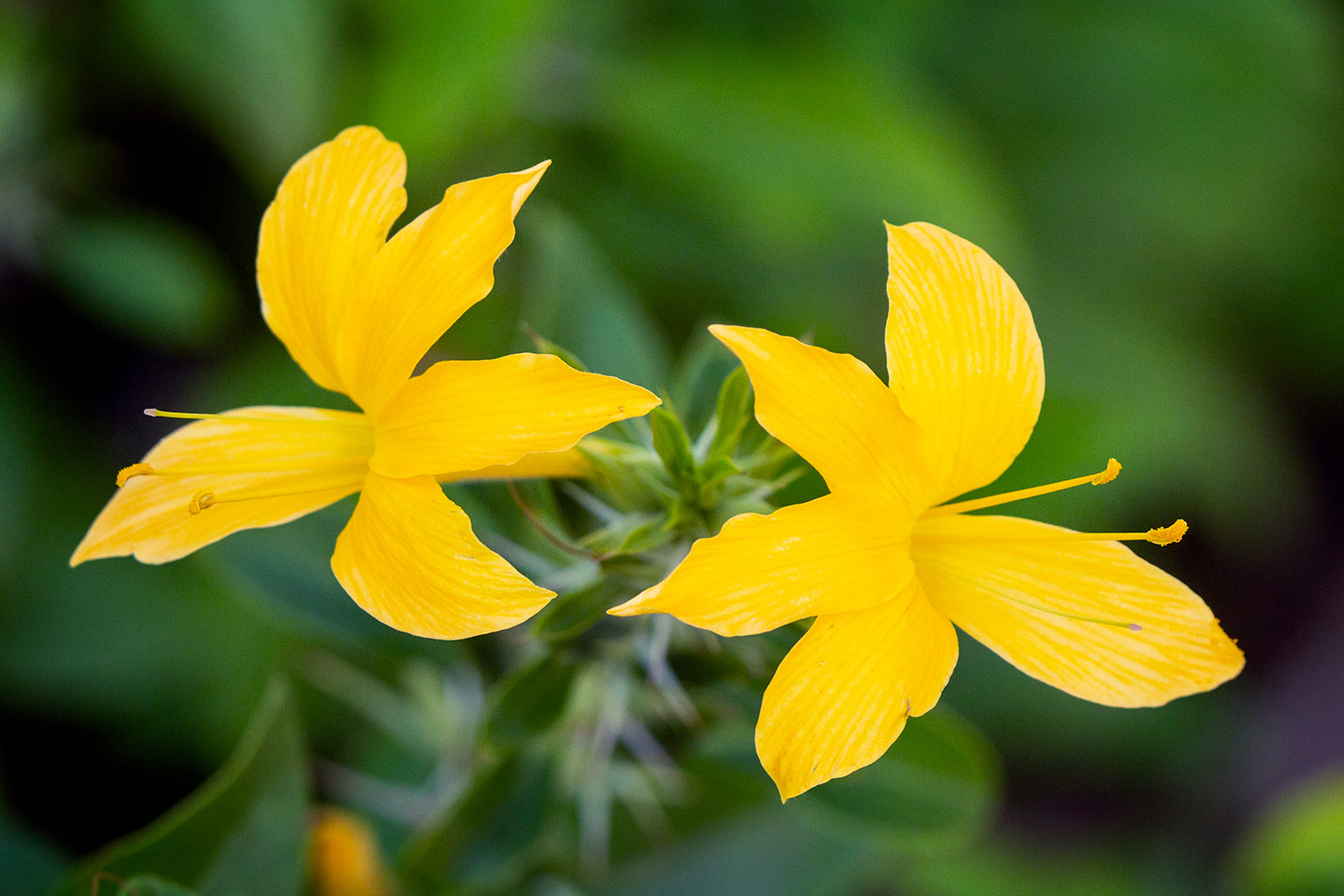 Porcupine flower Barbados