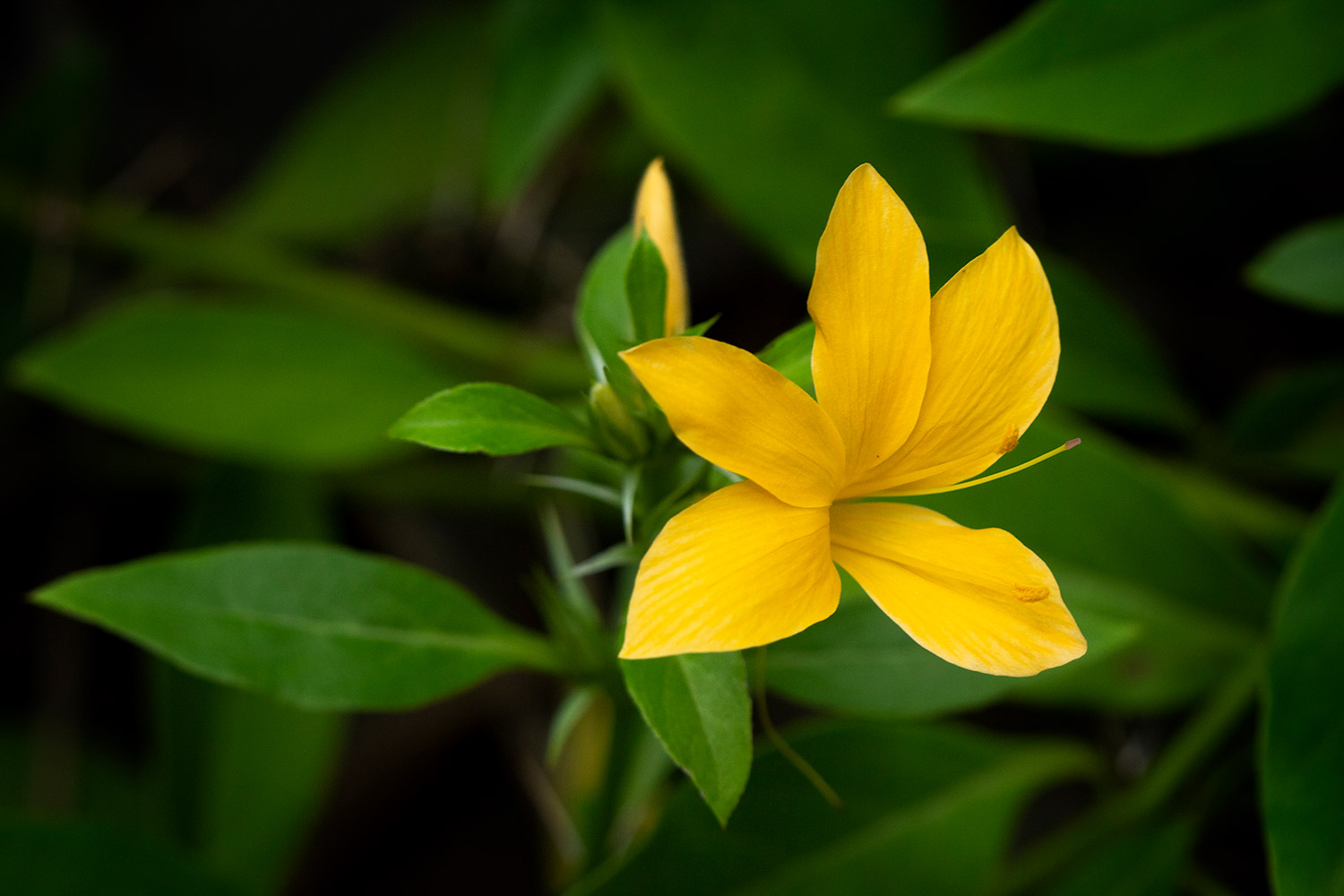 Porcupine flower Barbados
