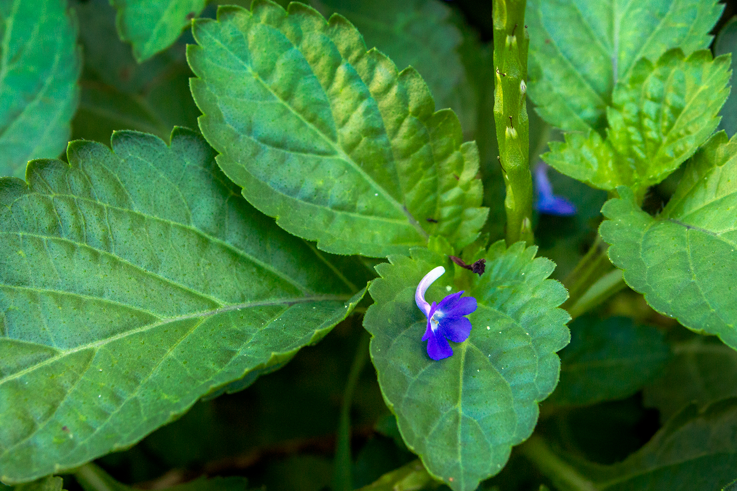 Blue Vervain Barbados