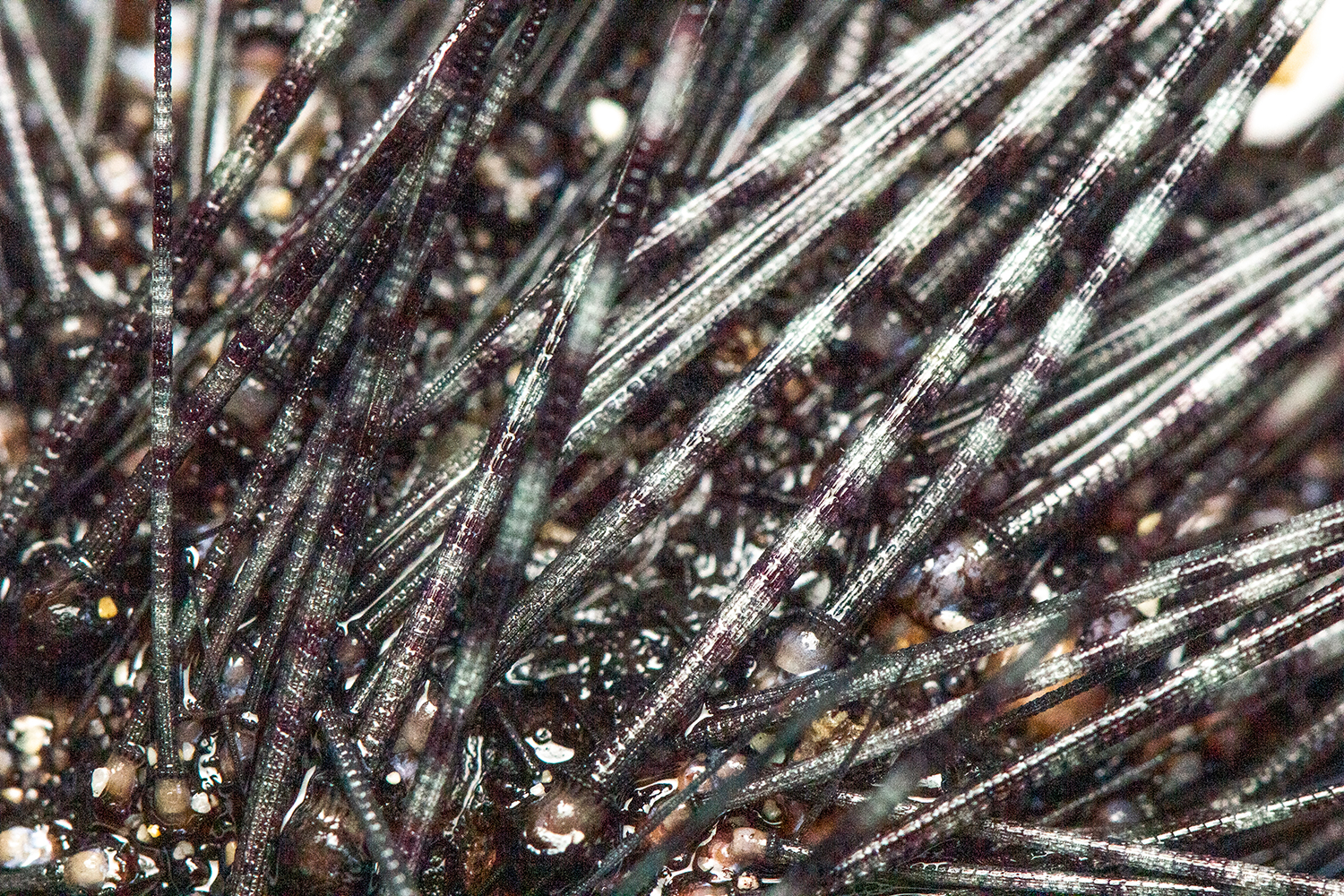 Long Spined Sea Urchin Barbados