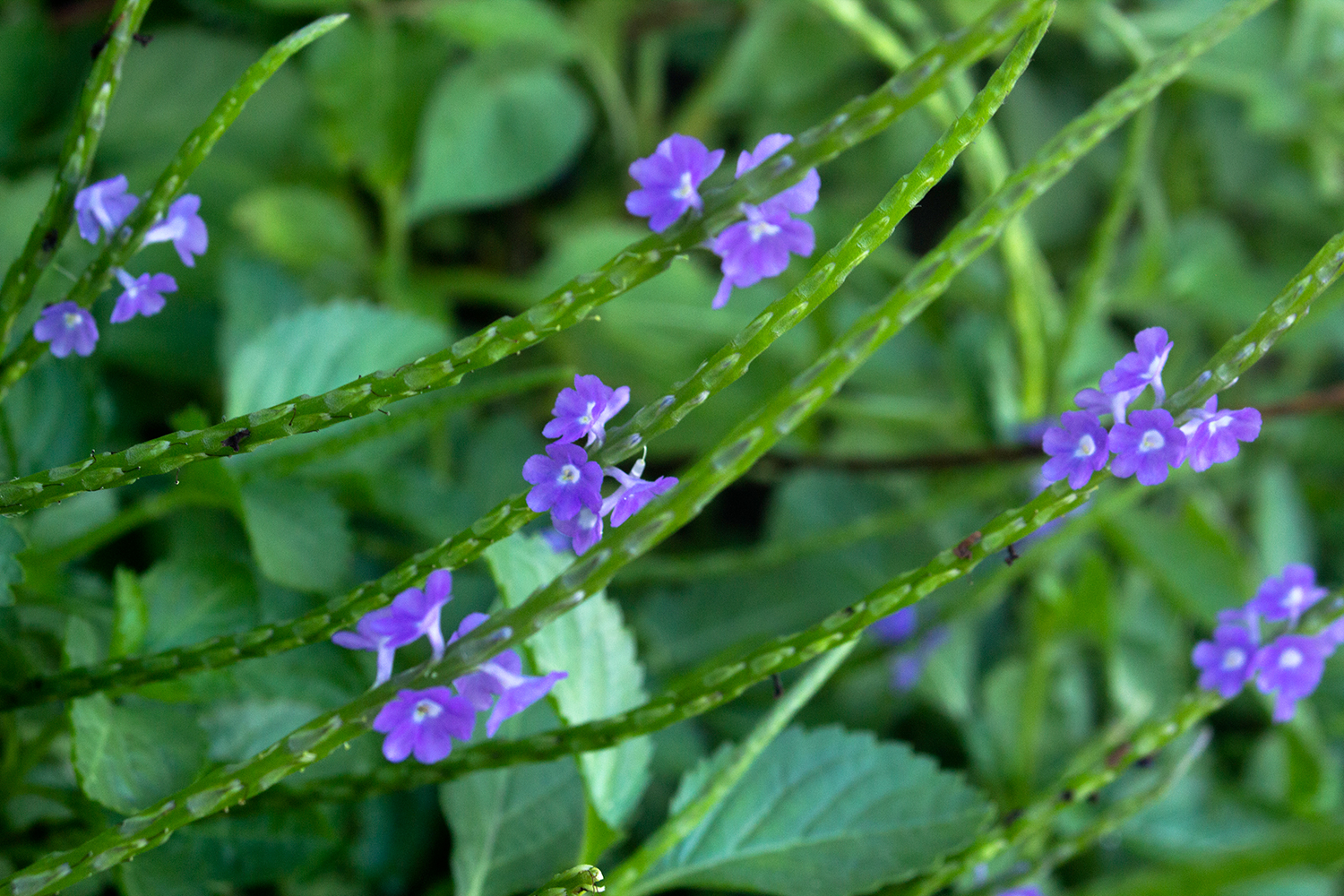 Blue Vervain Barbados