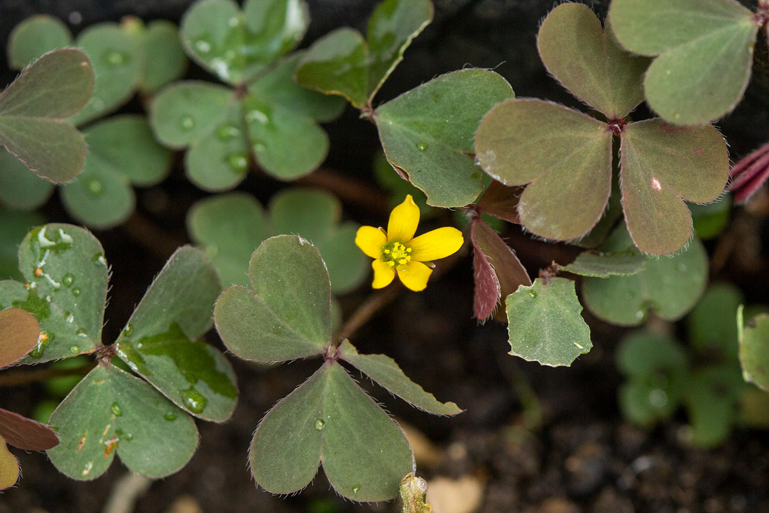 Creeping Woodsorrel Barbados