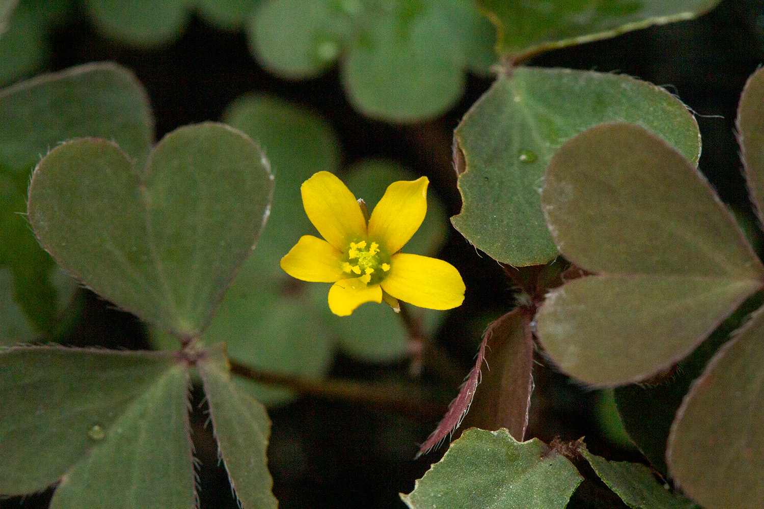 Creeping Woodsorrel Barbados
