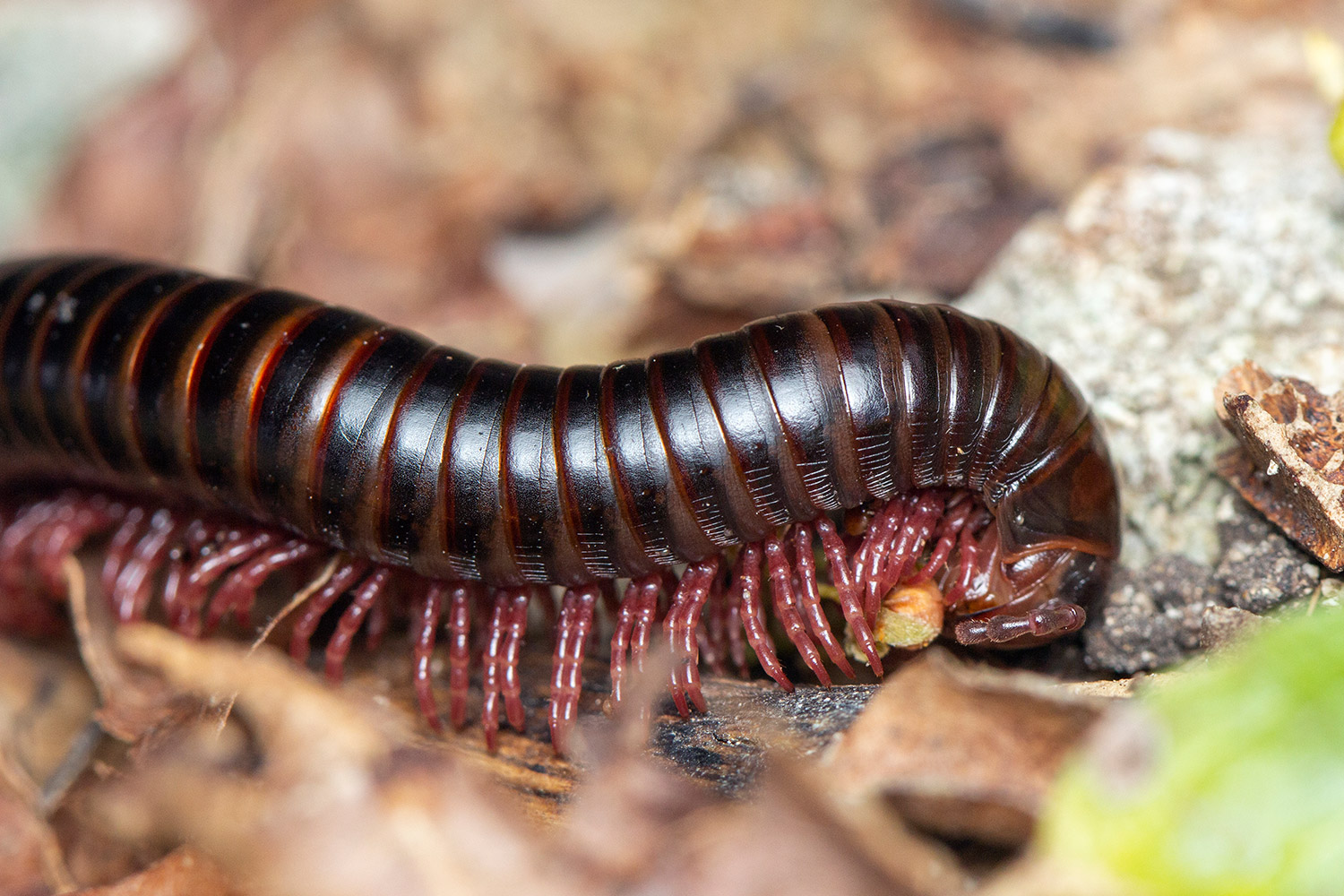 American giant millipede Barbados