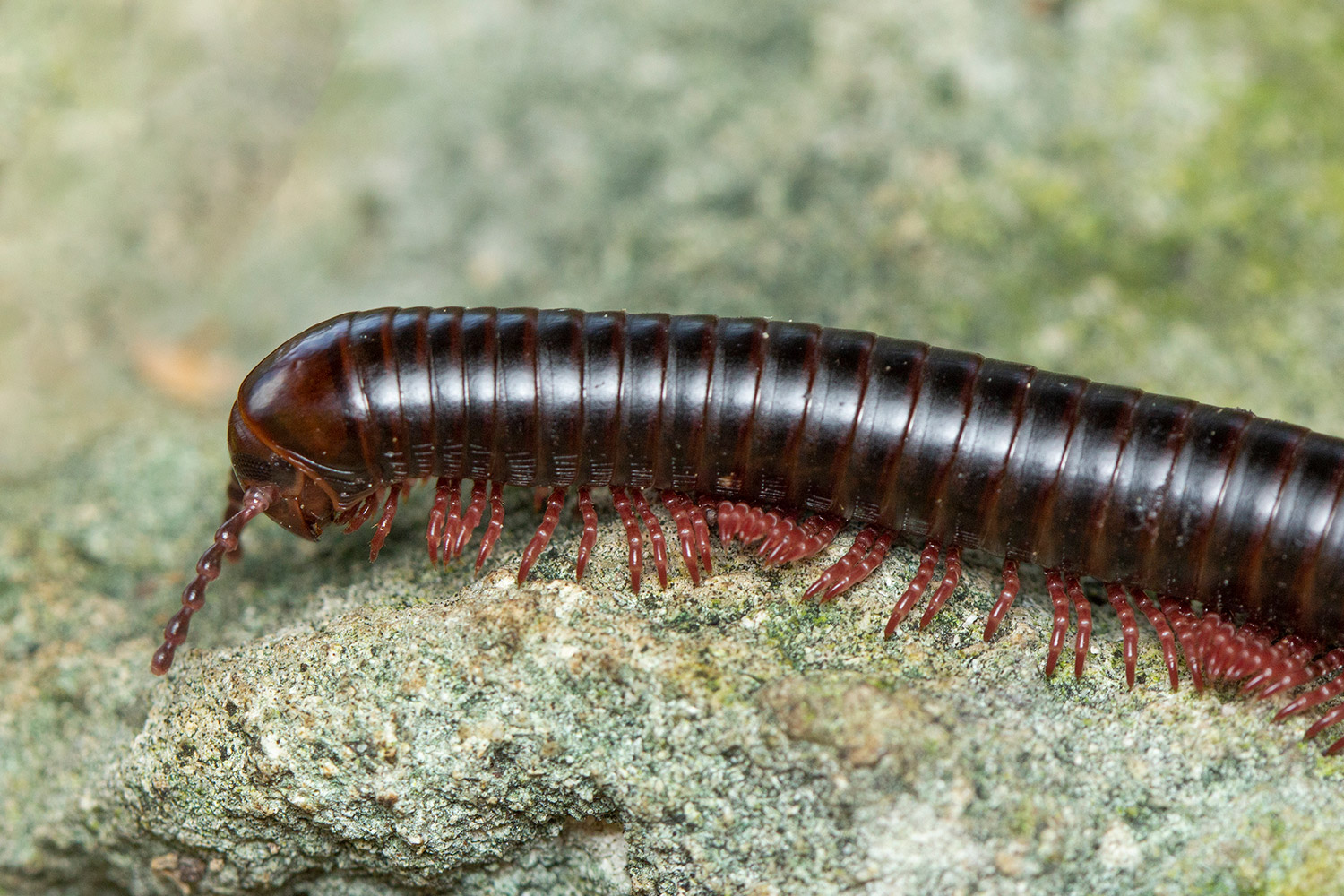 American giant millipede Barbados