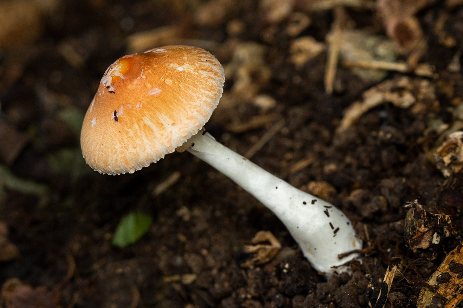Red-eyed Parasol Barbados