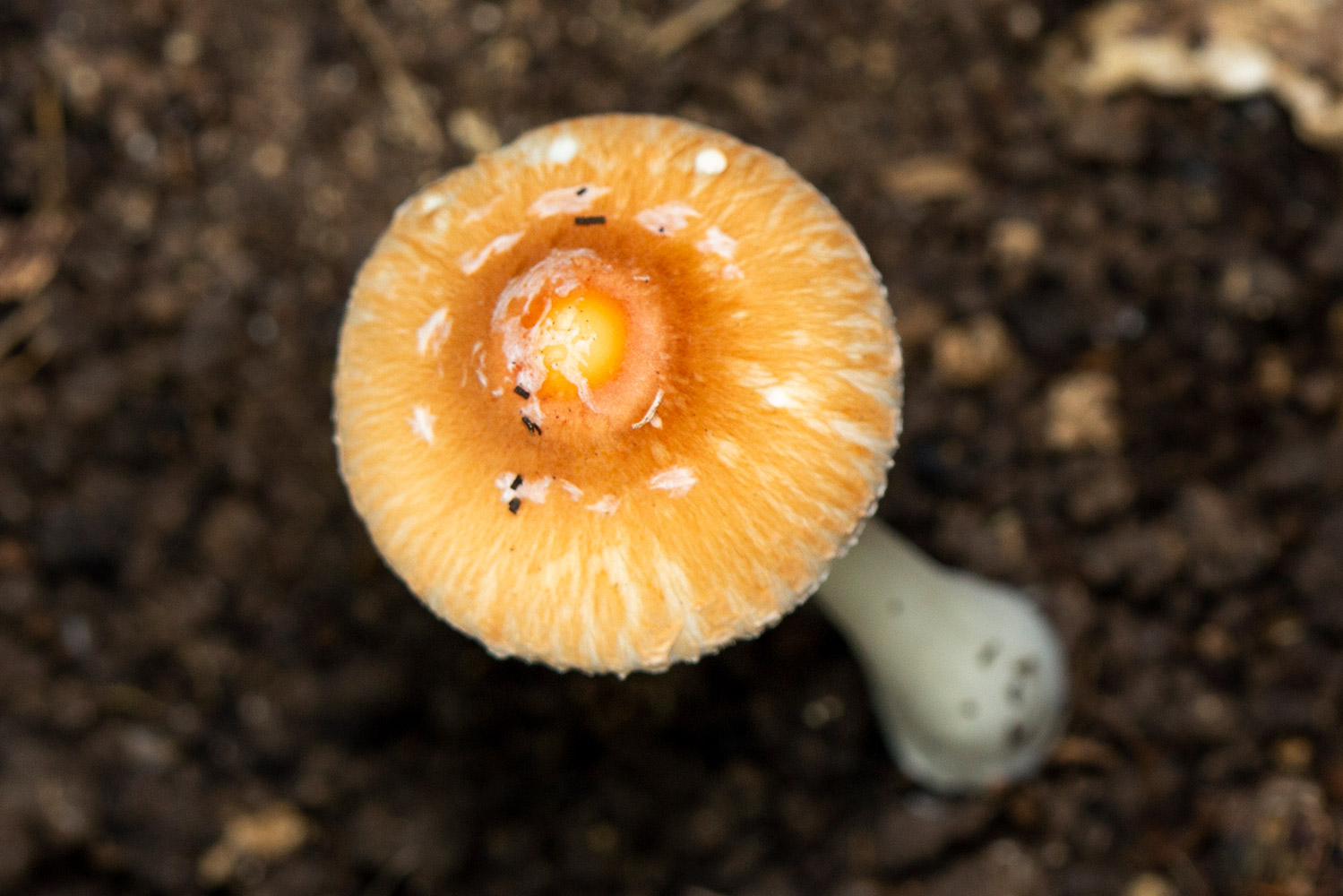 Red-eyed Parasol Barbados