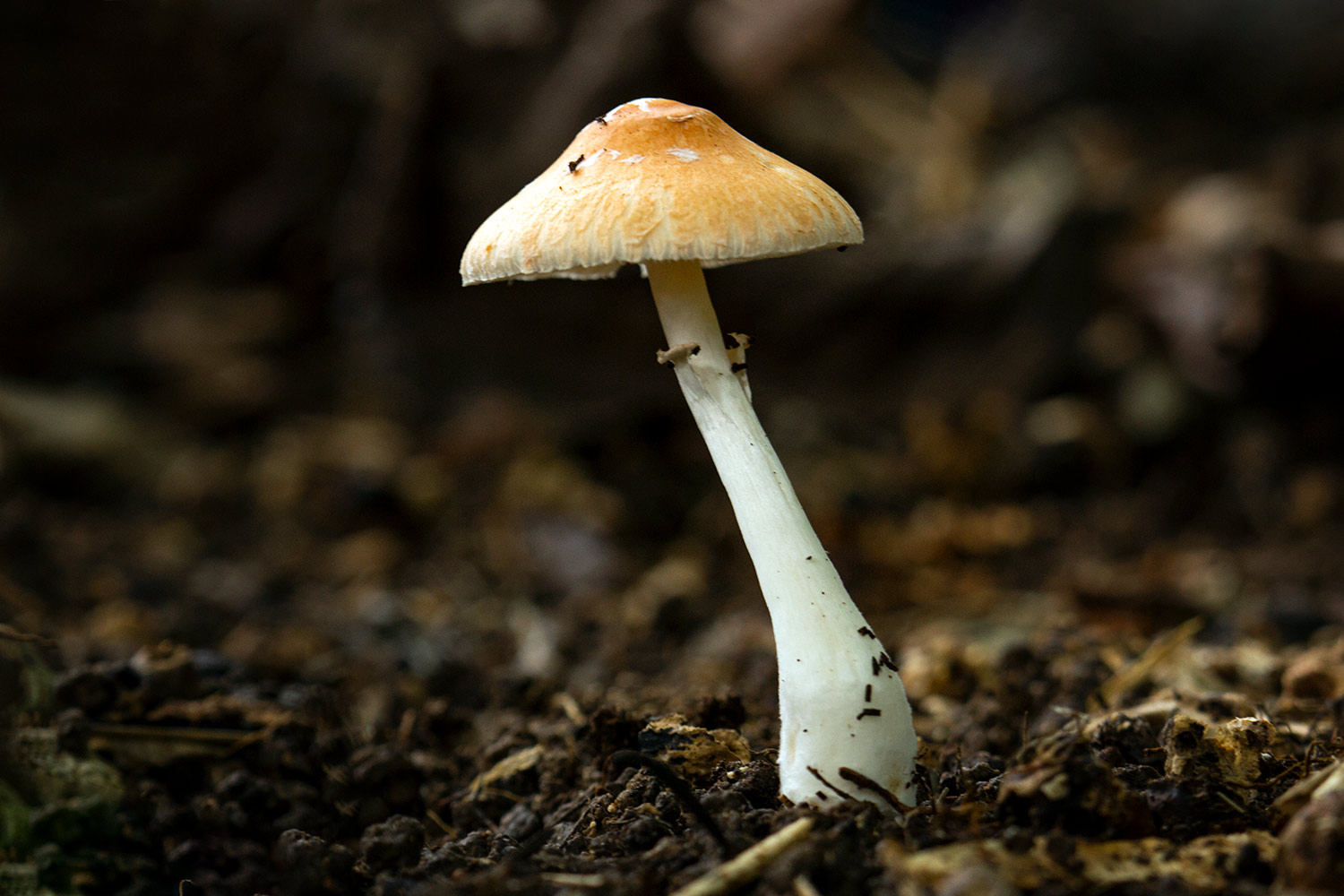 Red-eyed Parasol Barbados