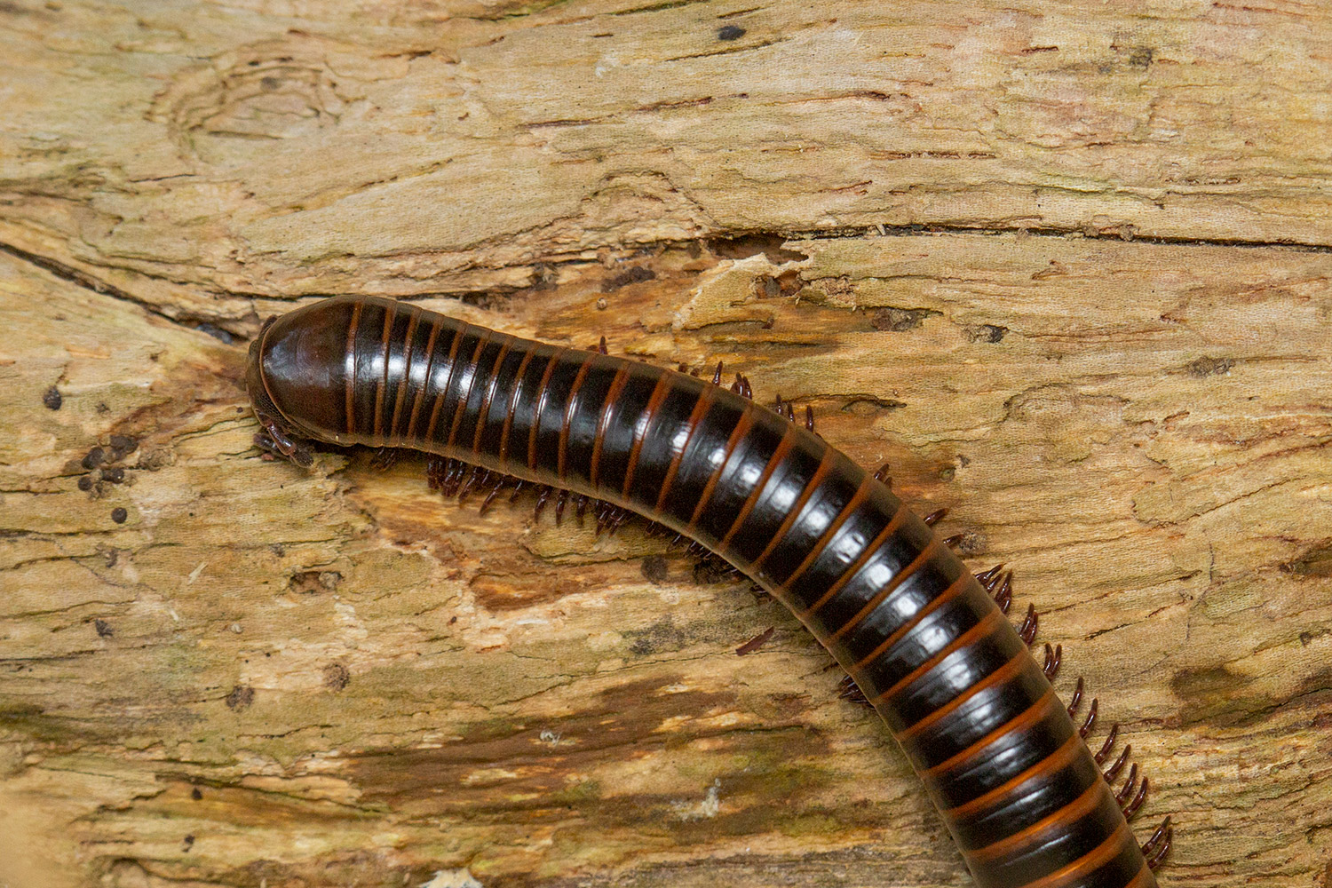 American giant millipede Barbados