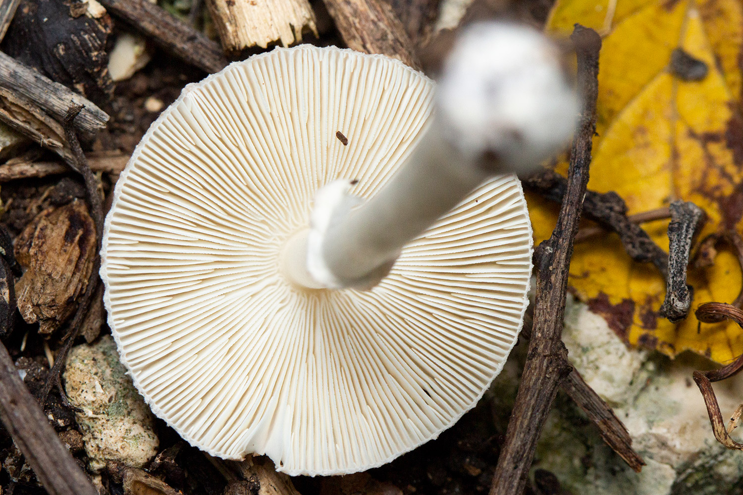 Red-eyed Parasol Barbados