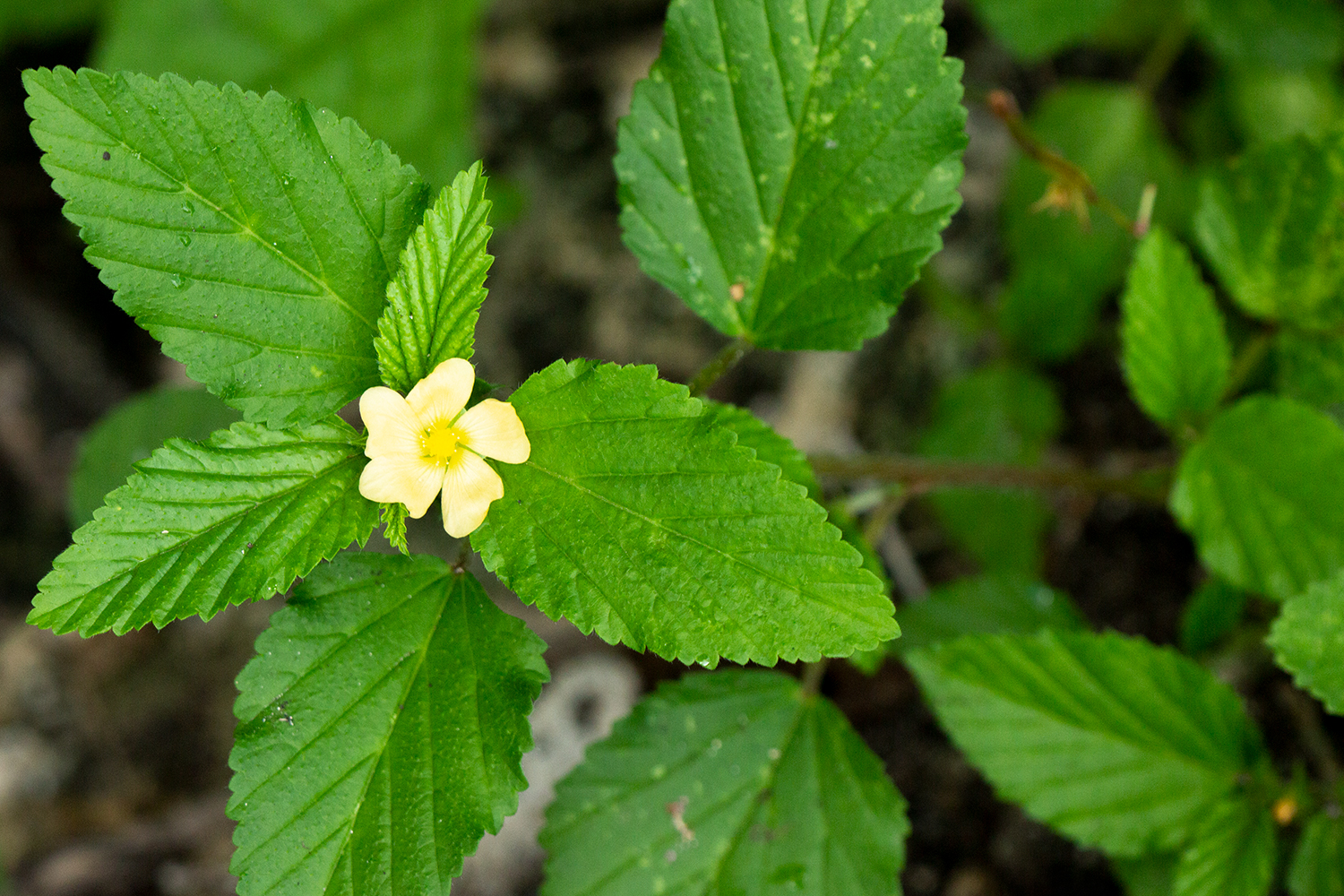 False Mallow Barbados