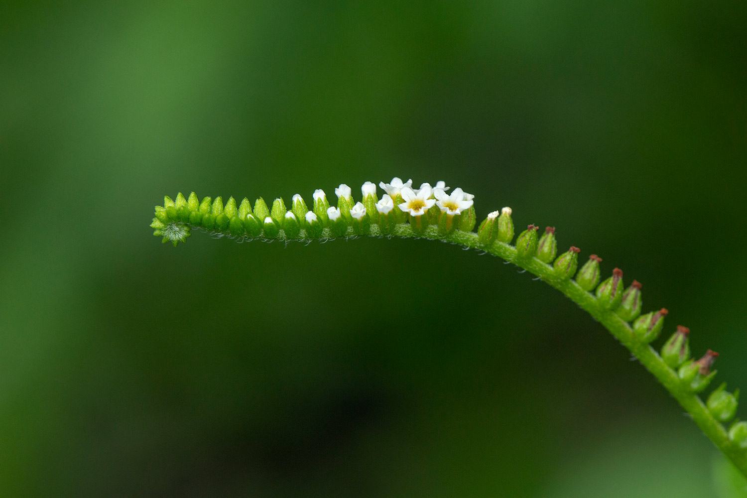 Scorpion Tail Barbados
