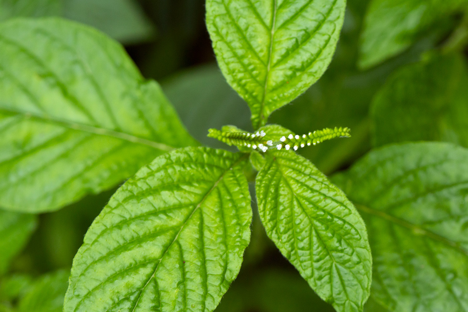 Scorpion Tail Barbados