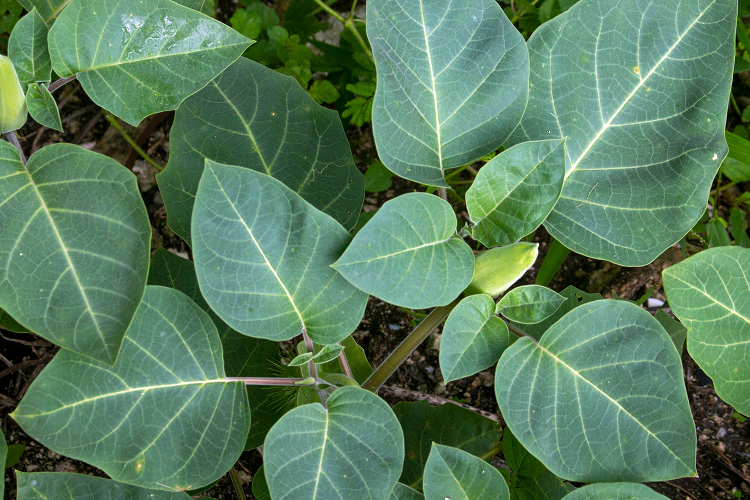 Datura, Moonflower Barbados