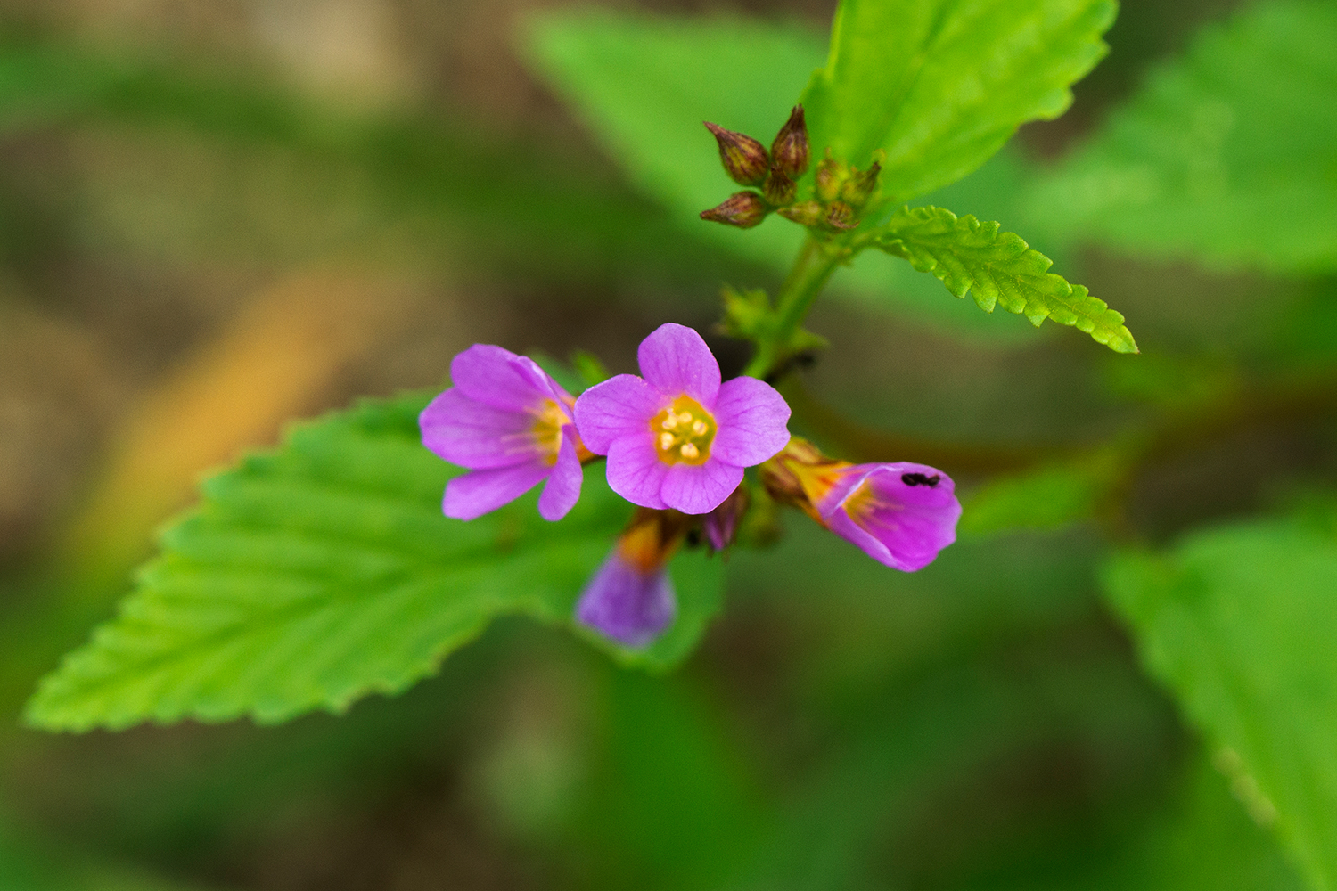 Pyramid Flower Barbados