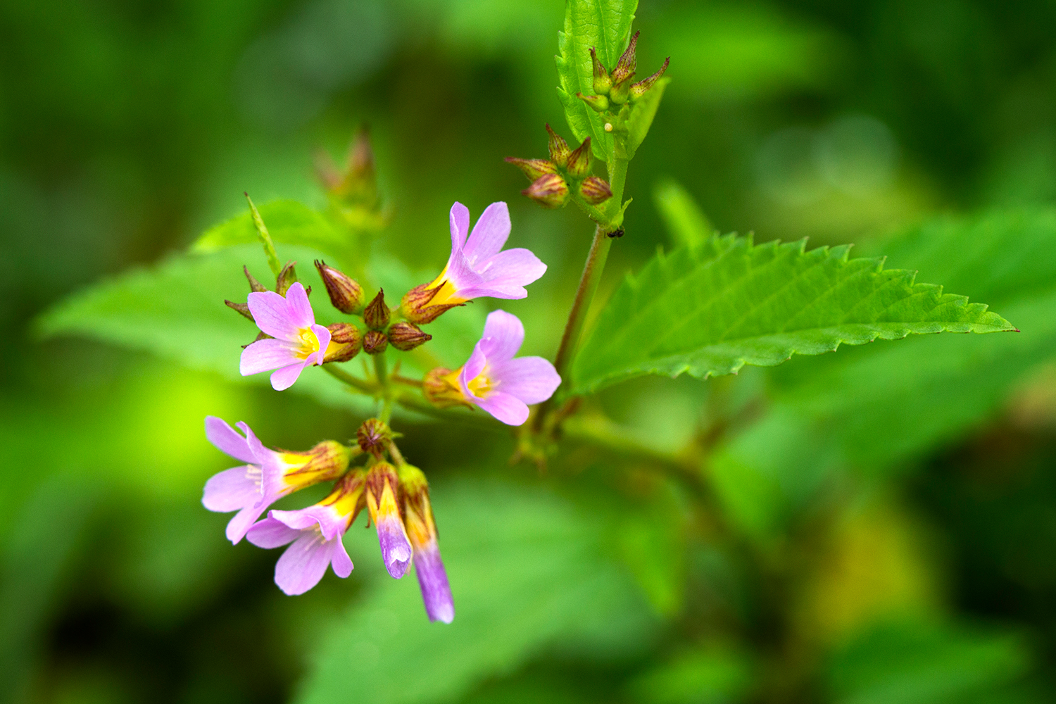 Pyramid Flower Barbados