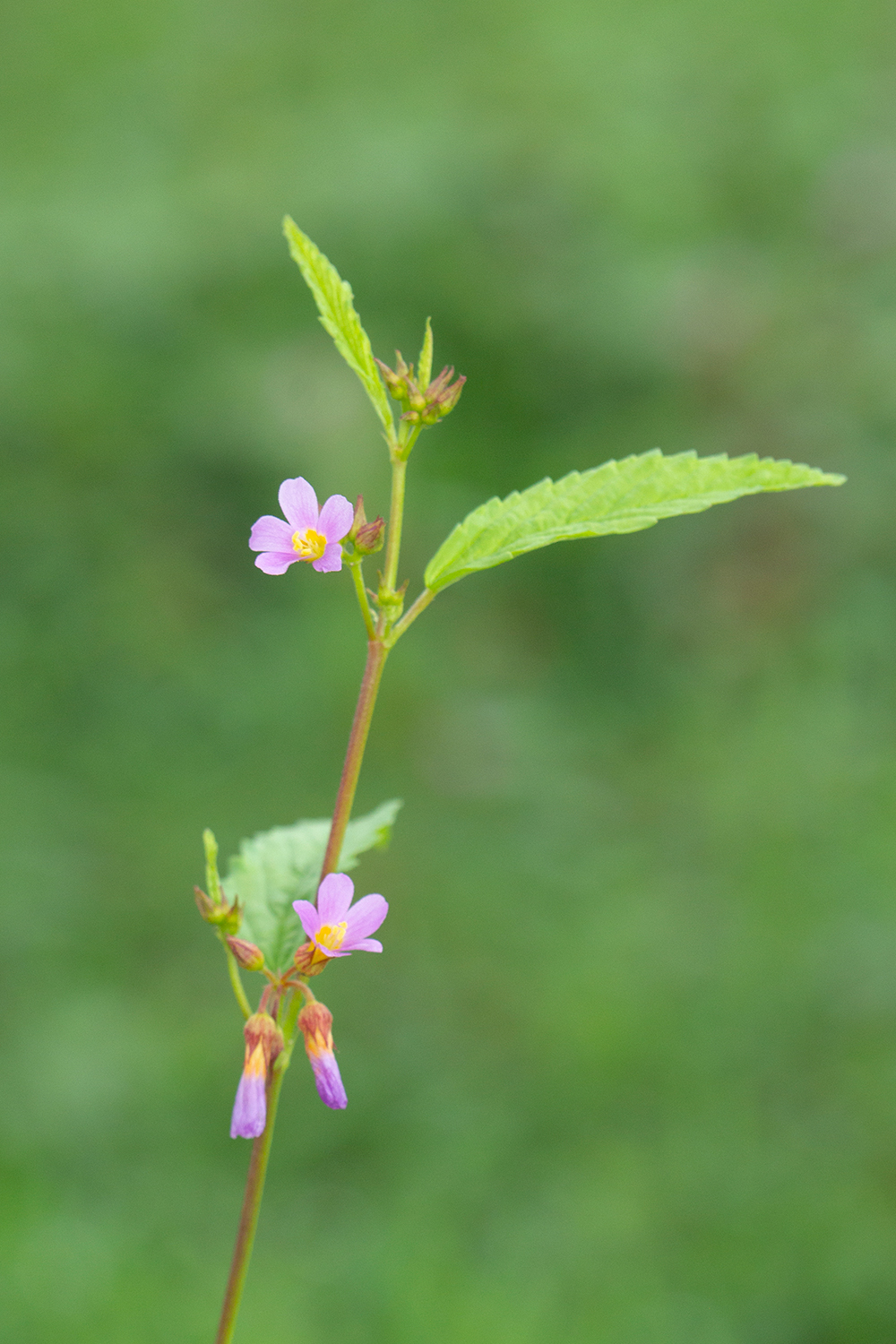 Pyramid Flower Barbados