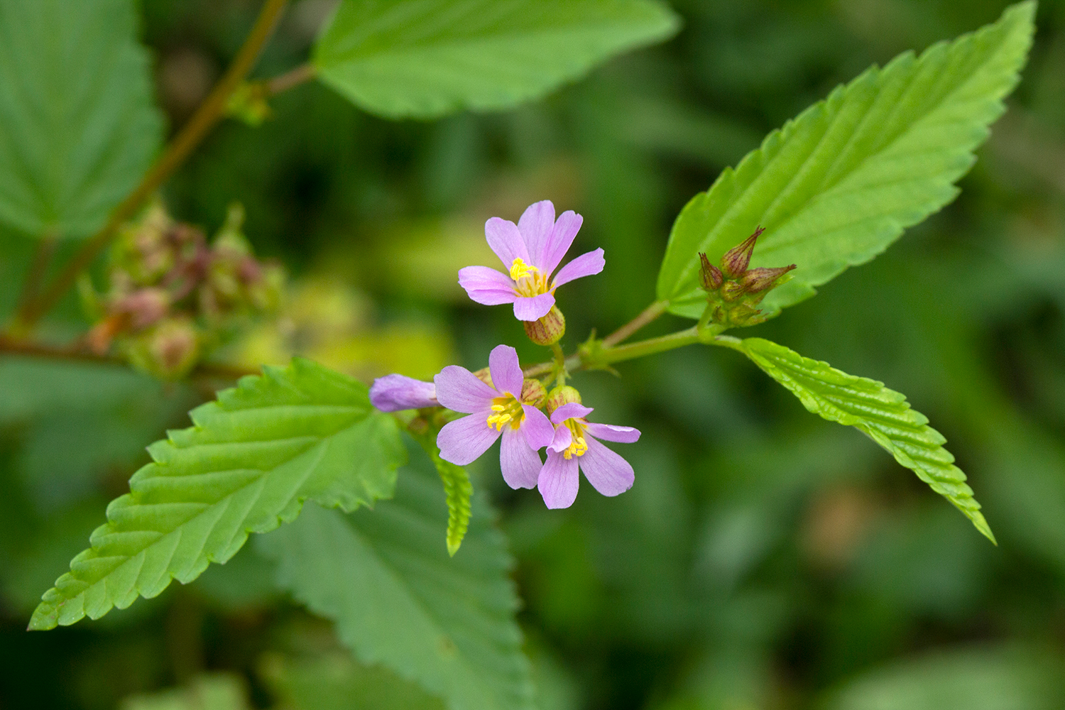 Pyramid Flower Barbados