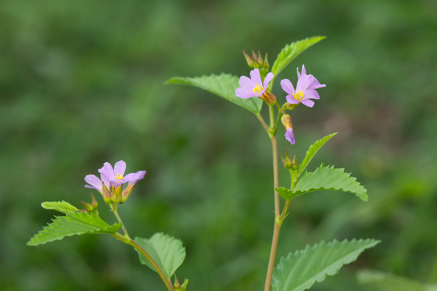Pyramid Flower Barbados