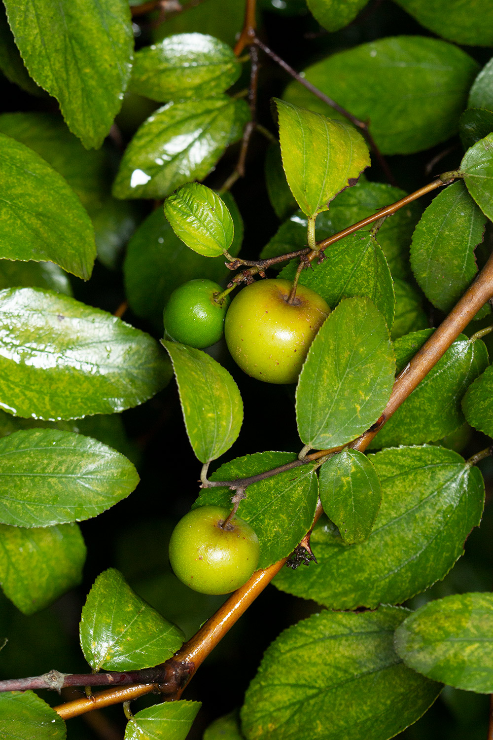 Dunks / Indian jujube Barbados