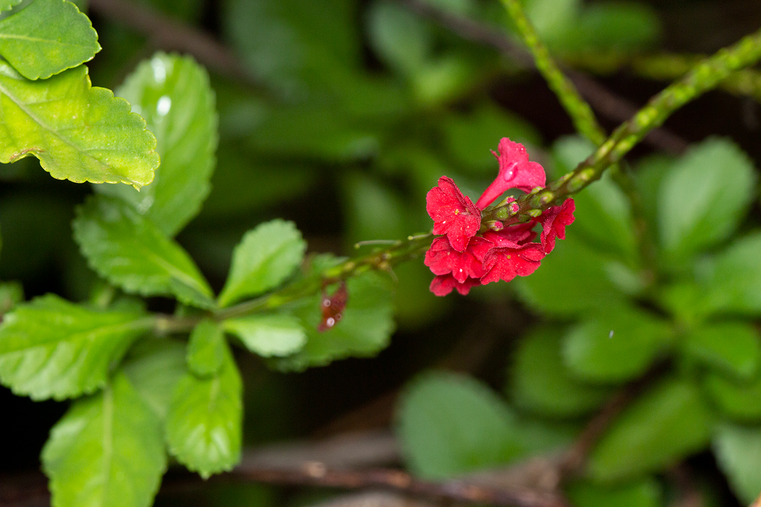 Dwarf Red Porterweed Barbados
