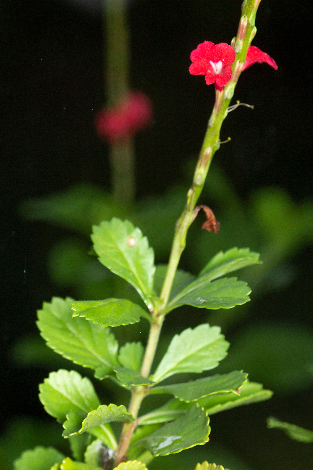 Dwarf Red Porterweed Barbados