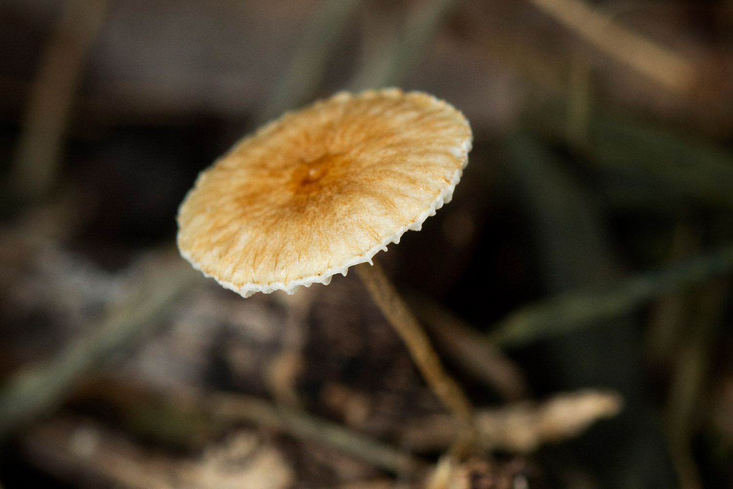 Hairy Parachute Barbados