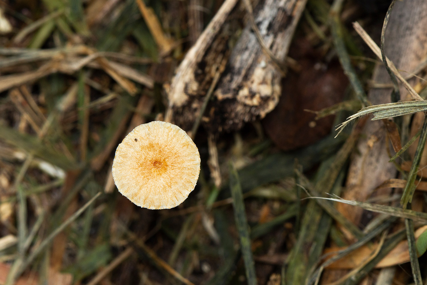 Hairy Parachute Barbados